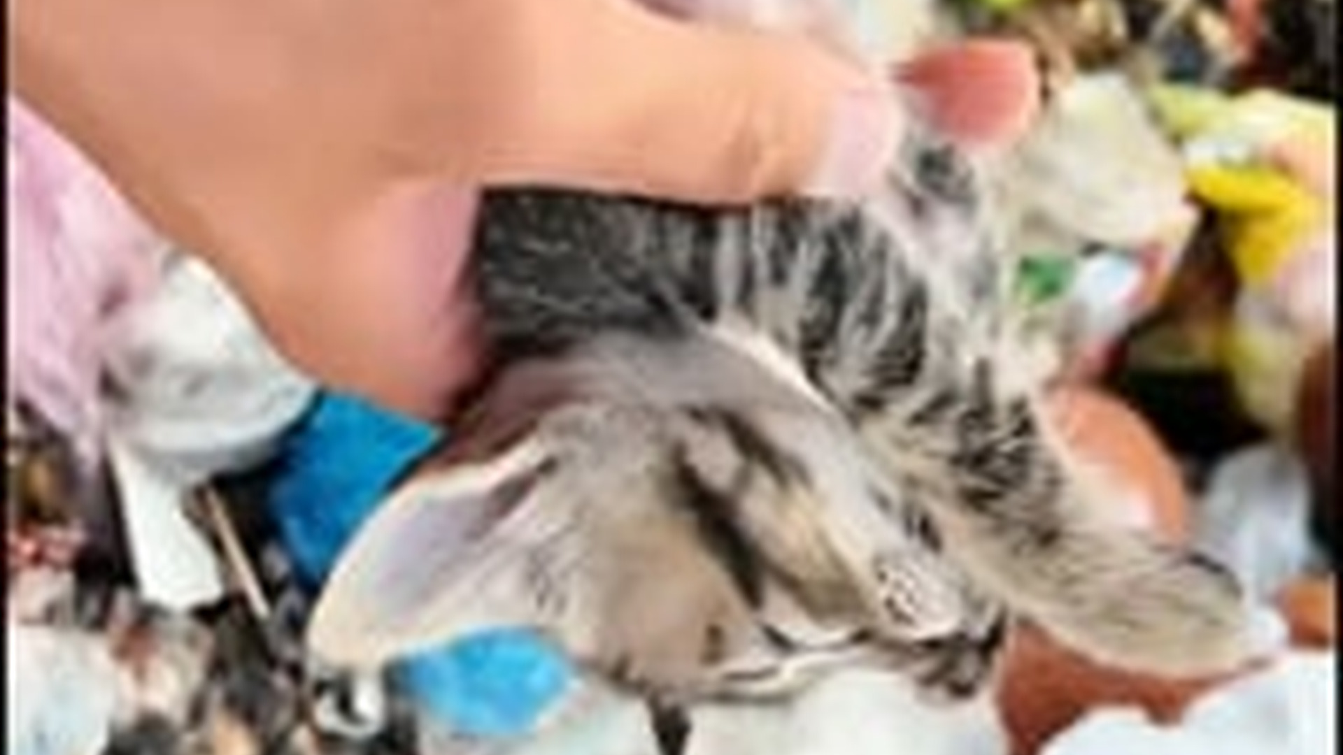 N1405084_Rescue a family of cats thrown away in a landfill then #rescue ..._part2