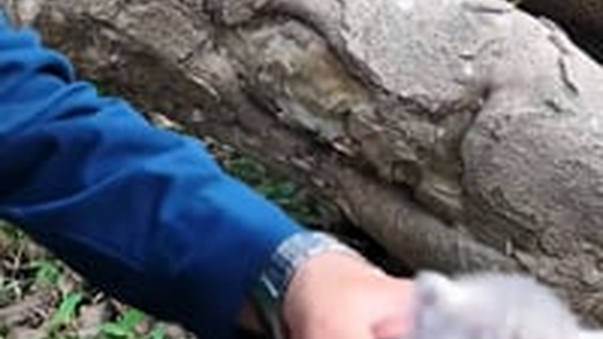 N1405088_Rescue a family cat . #rescue #escuecat #rescueanimals #cat #catsofti..._part2