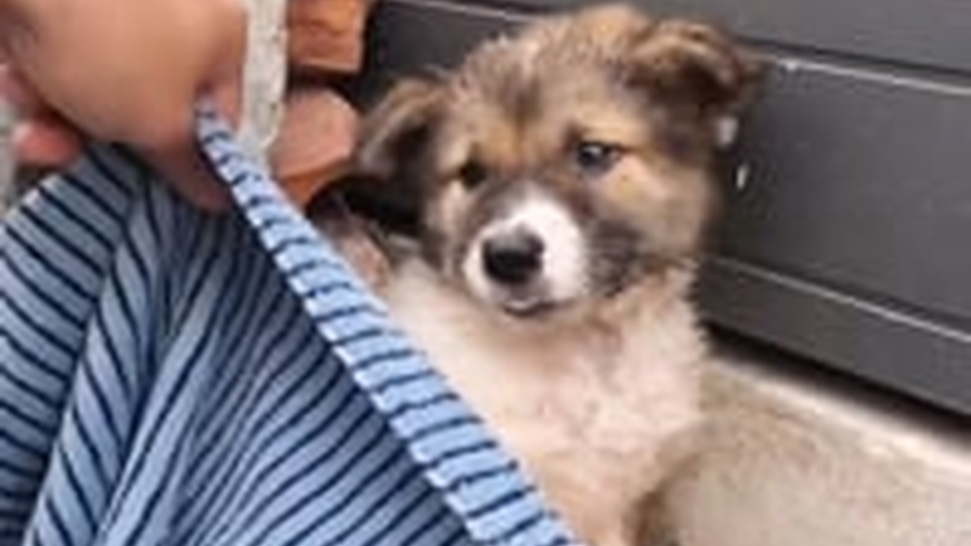 N1405092_Rescue a puppy on road . #rescue #rescueanimals #rescuedog #rescu..._part2
