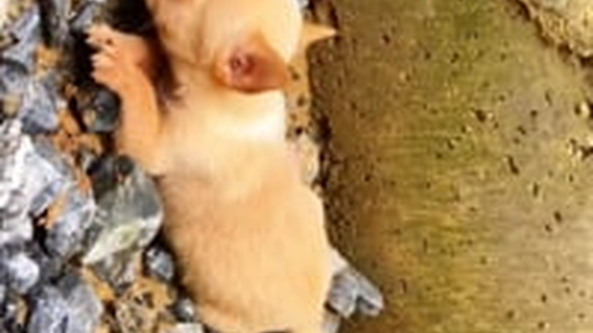 N1405100_Rescue a puppy #rescue #rescueanimals #rescuedog..._part2