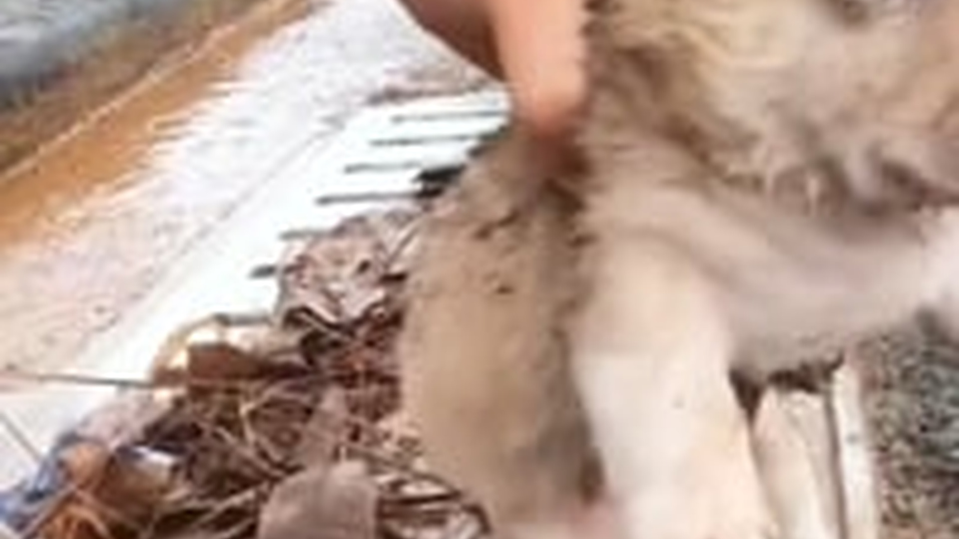 N1405101_Rescue a baby dog on road #rescuedog #rescuepuppy..._part2
