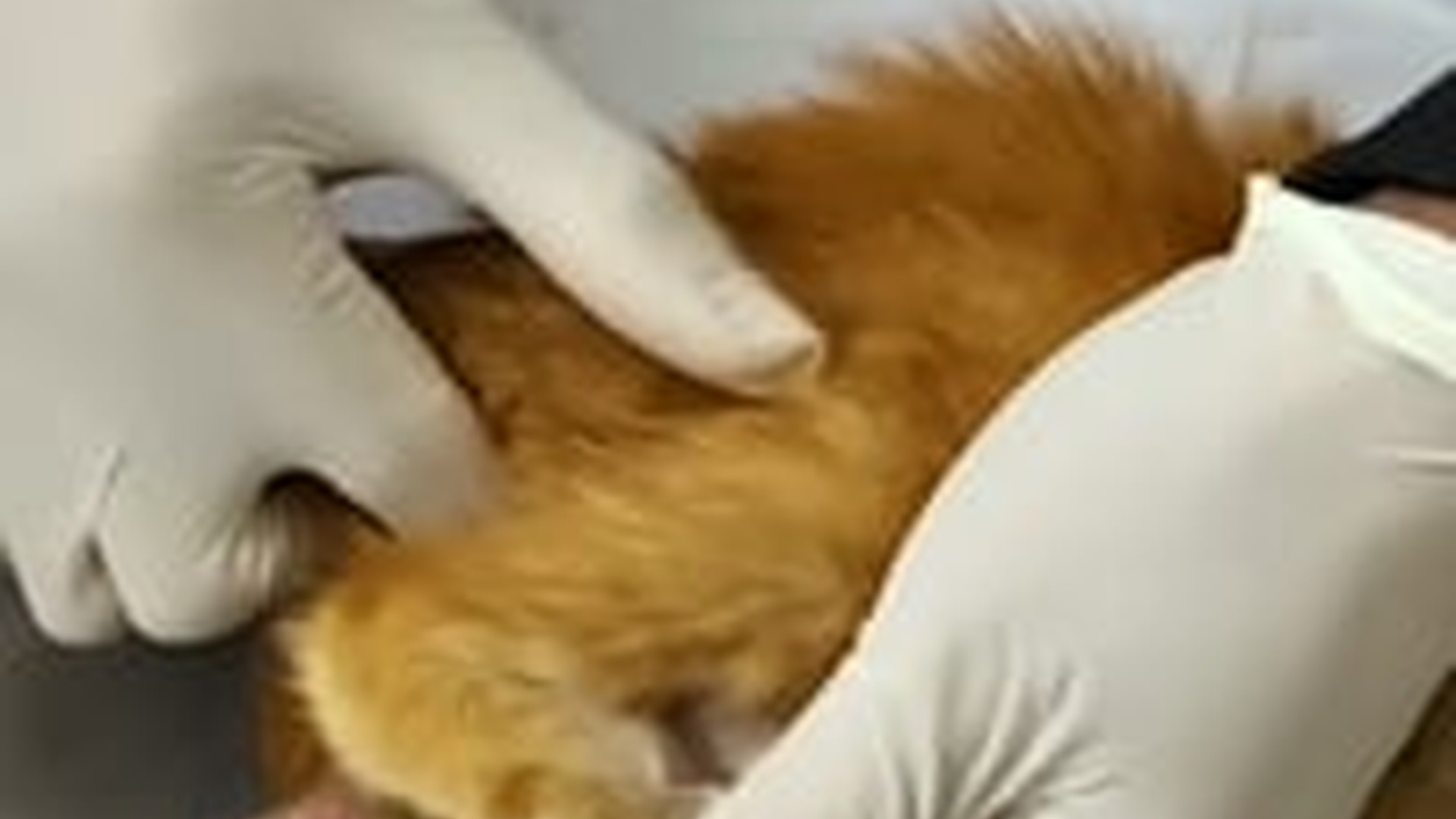 N1405102_Successfully rescued a cat two broken hind legs was crying ..._part2