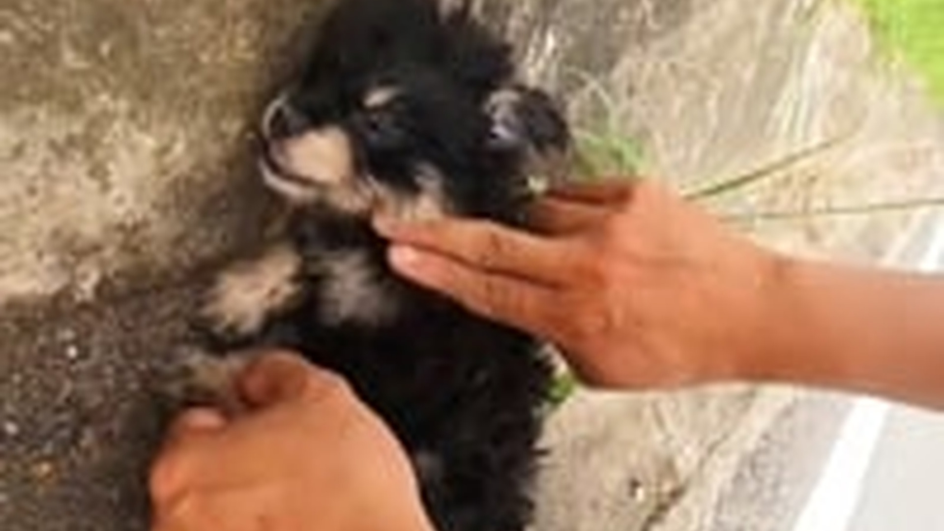 N1405104_Rescue a baby dog lying unconscious on side of road ..._part2
