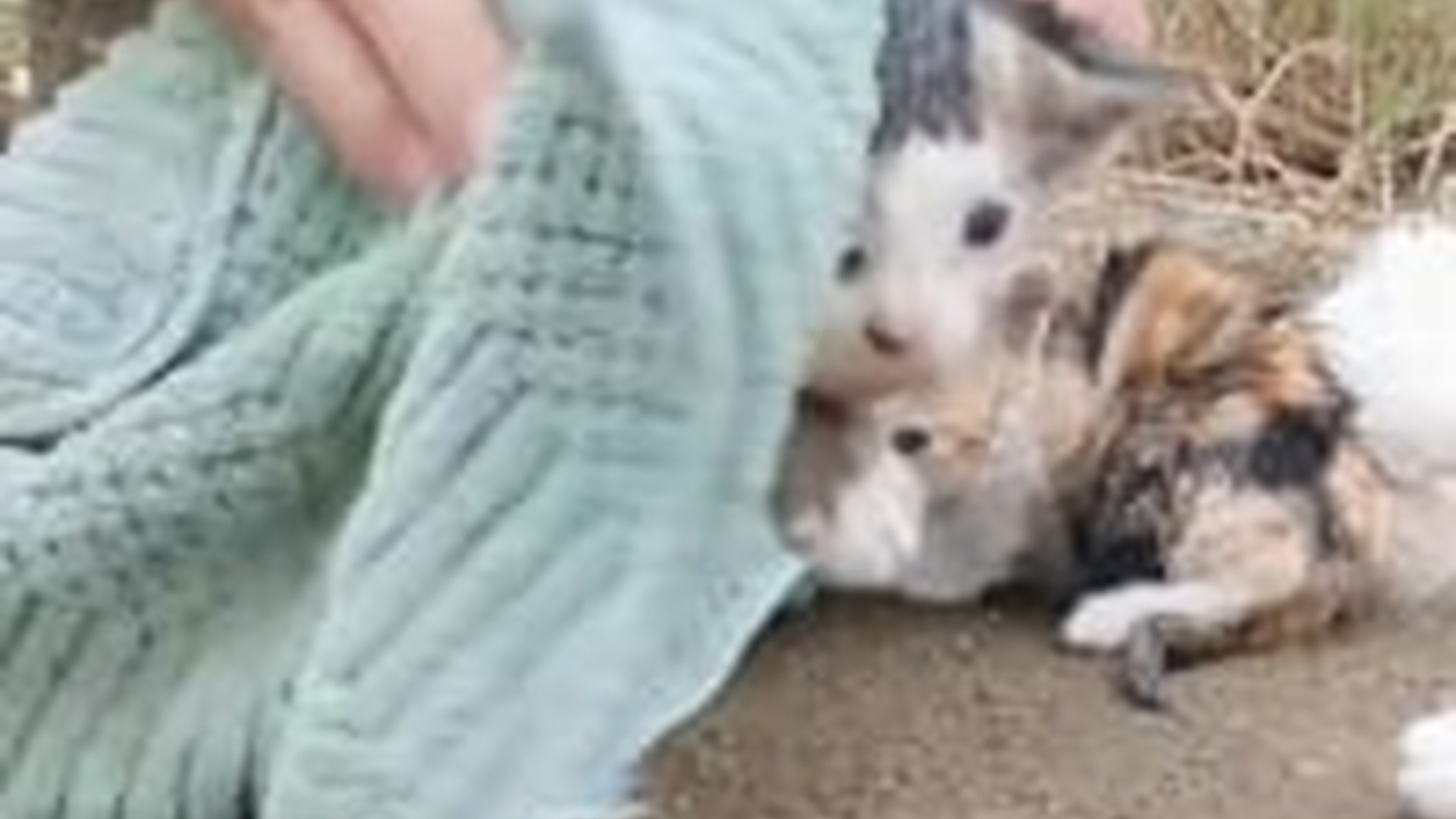 N1405106_Rescue Cat #rescue #rescuecat #animals #anima..._part2