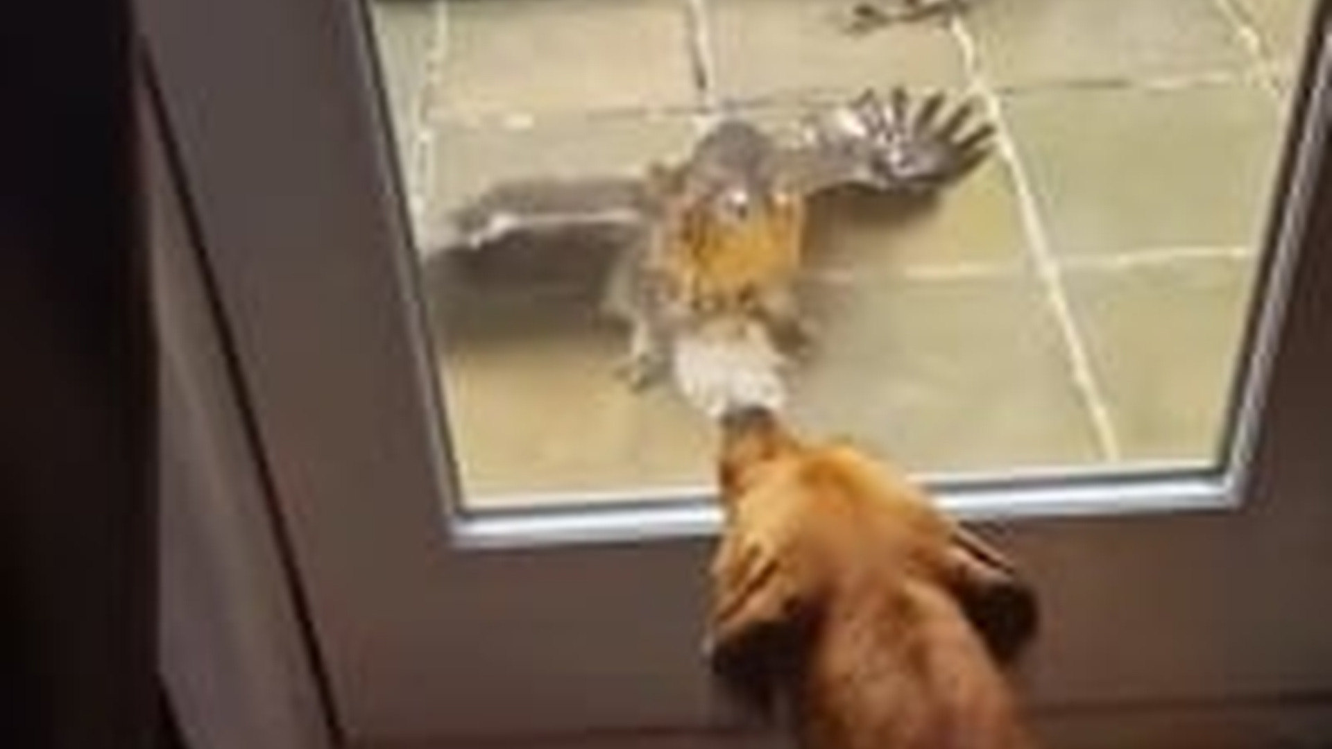 N1405107_What happens if door is opened #animals #animalsoftiktok ..._part2