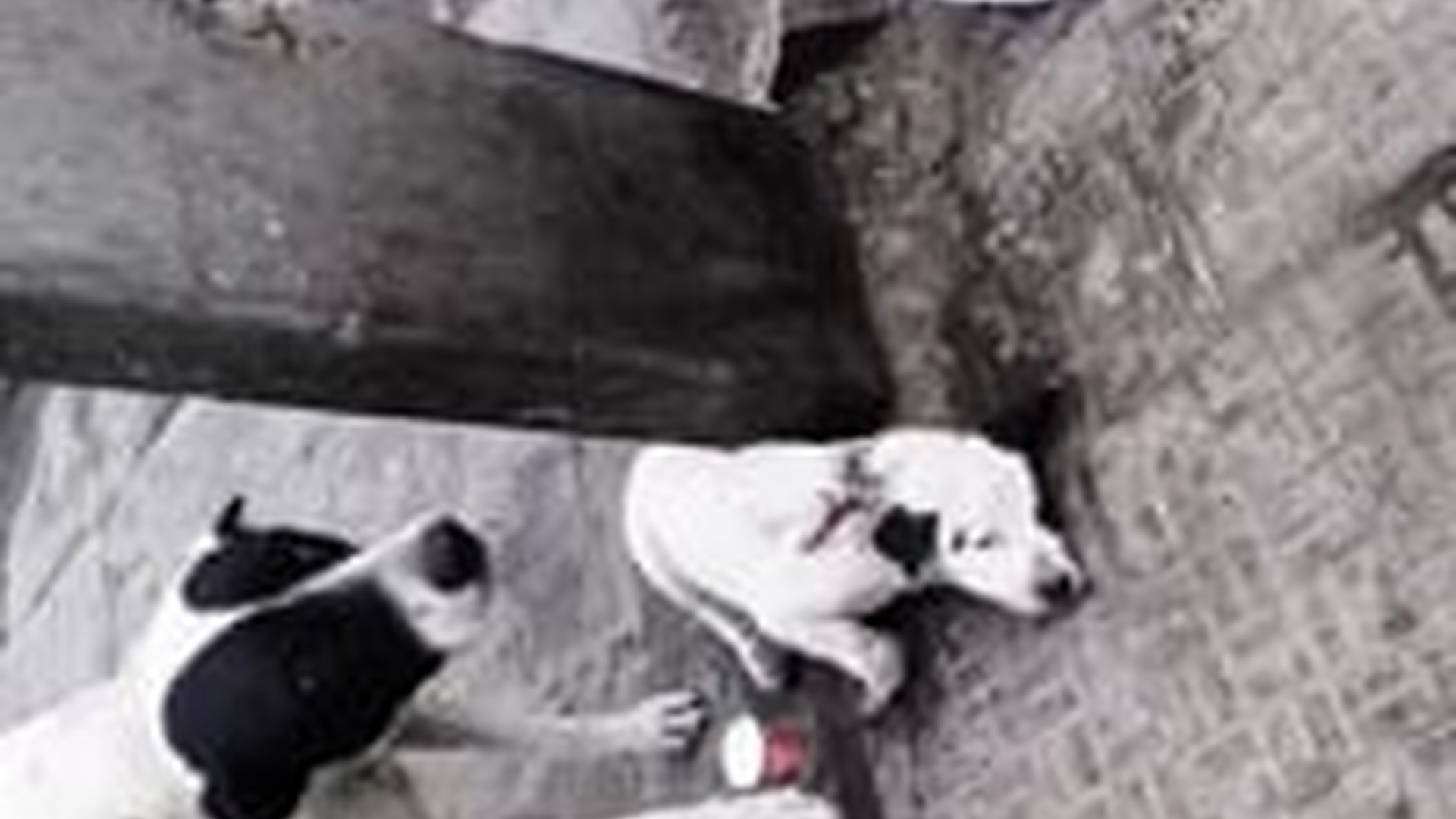 N1405110_mother dog ran everywhere asking people to help her sick child an..._part2