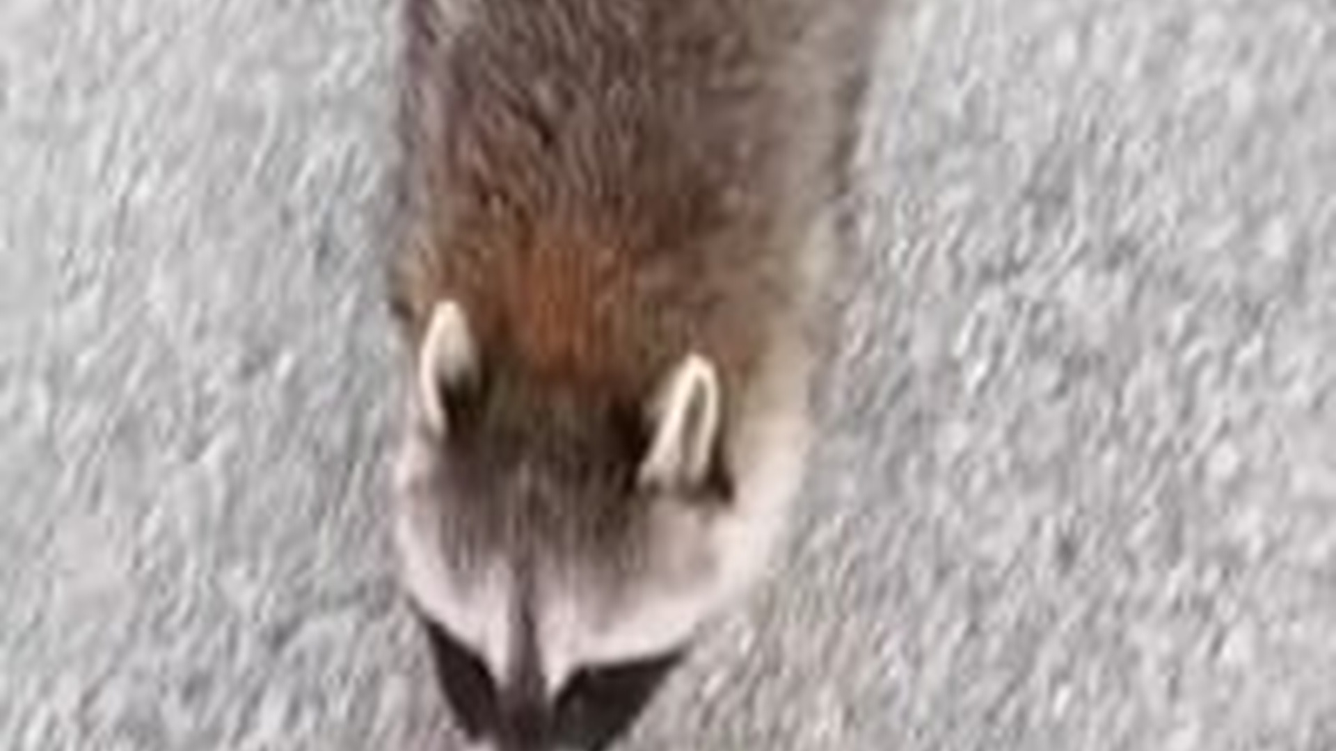 N1405111_What happened to raccoon made it come back to me again ..._part2