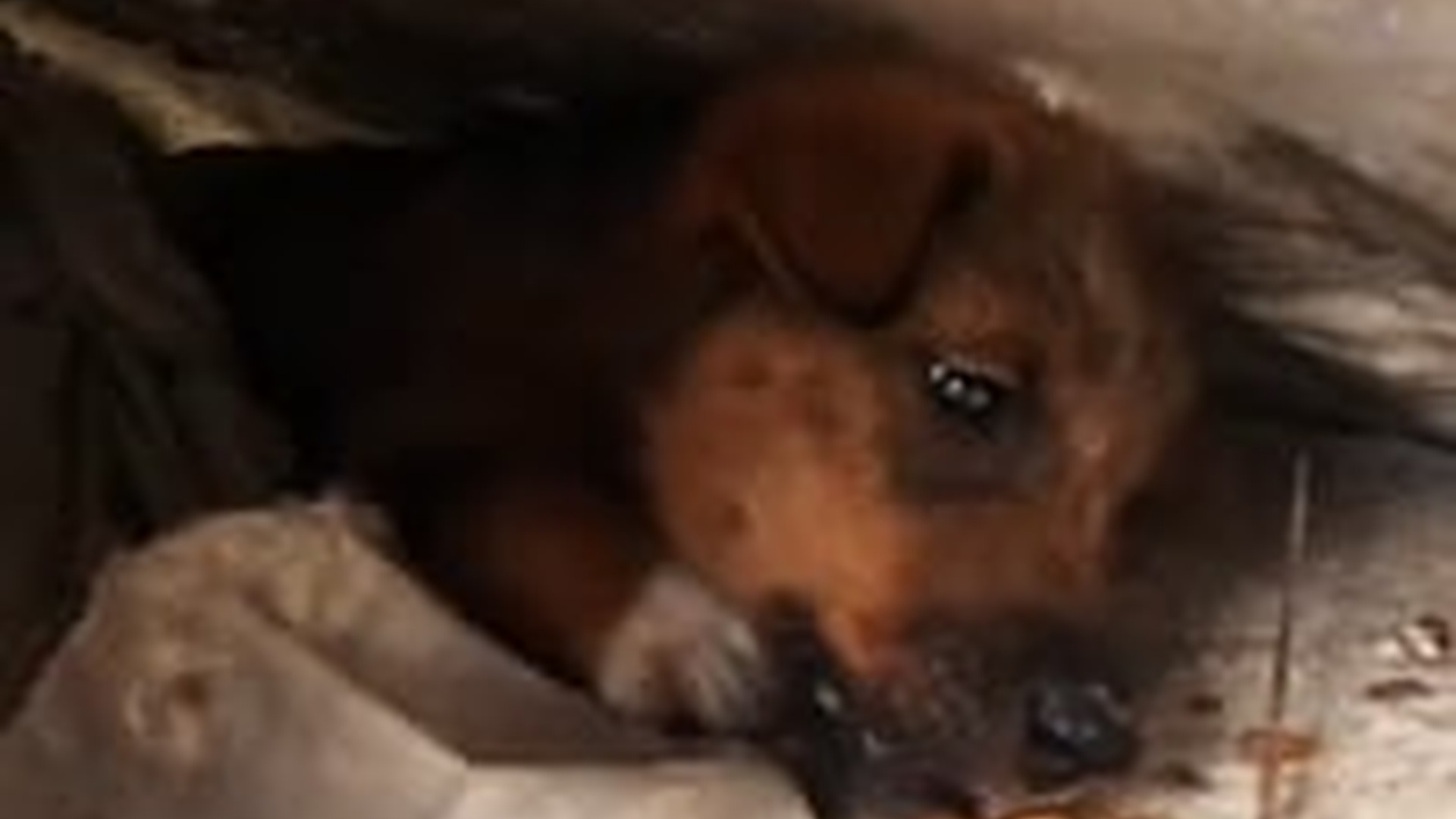 N1405116_Rescue a baby dog #rescue #rescuedog #res..._part2