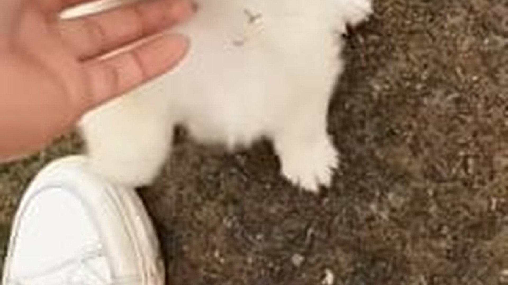 N1405117_Rescue a baby dog #rescue #rescuedog #rescue..._part2