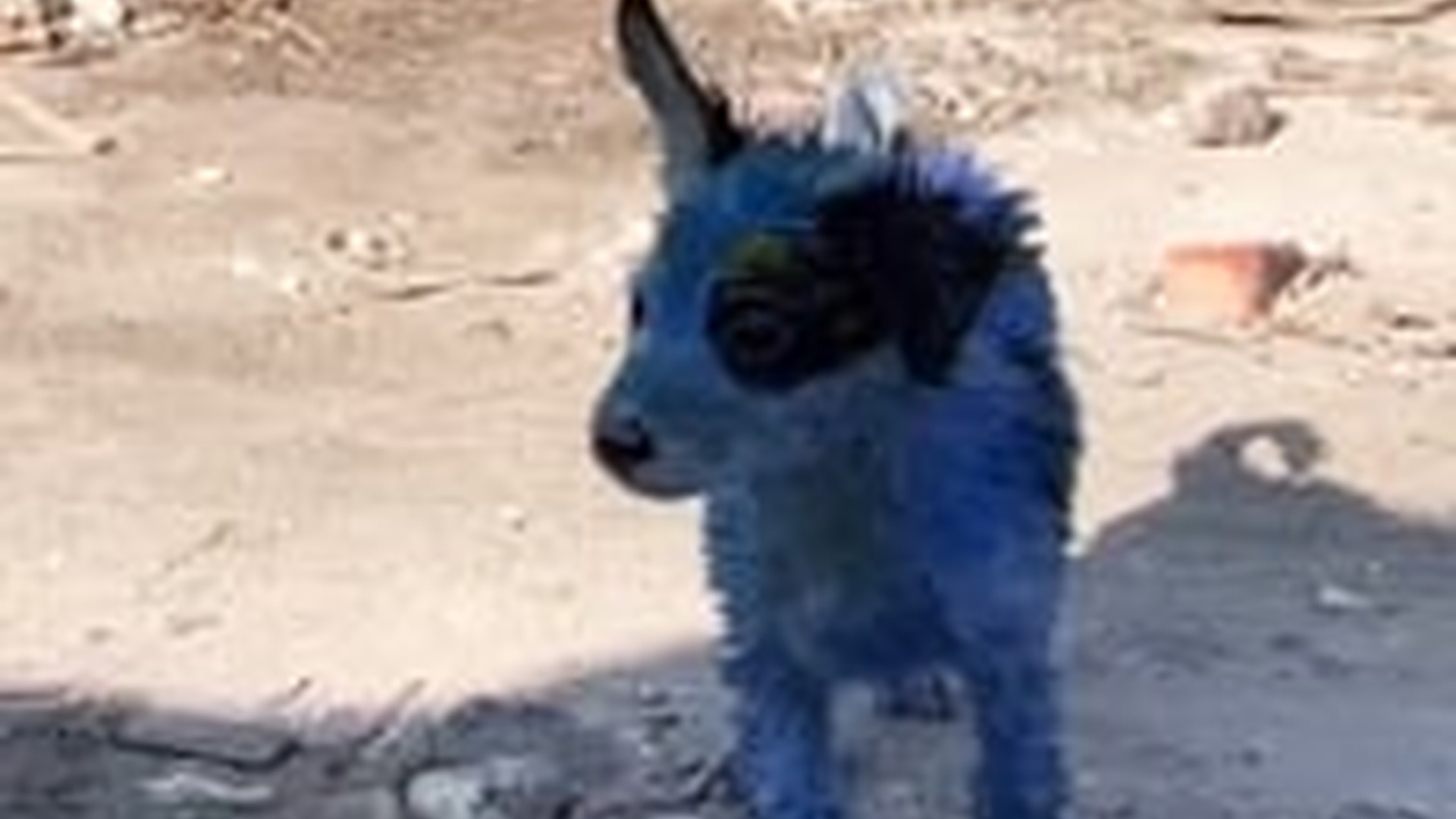 N1405121_Rescue a baby dog #rescue #rescueanimals #rescue..._part2