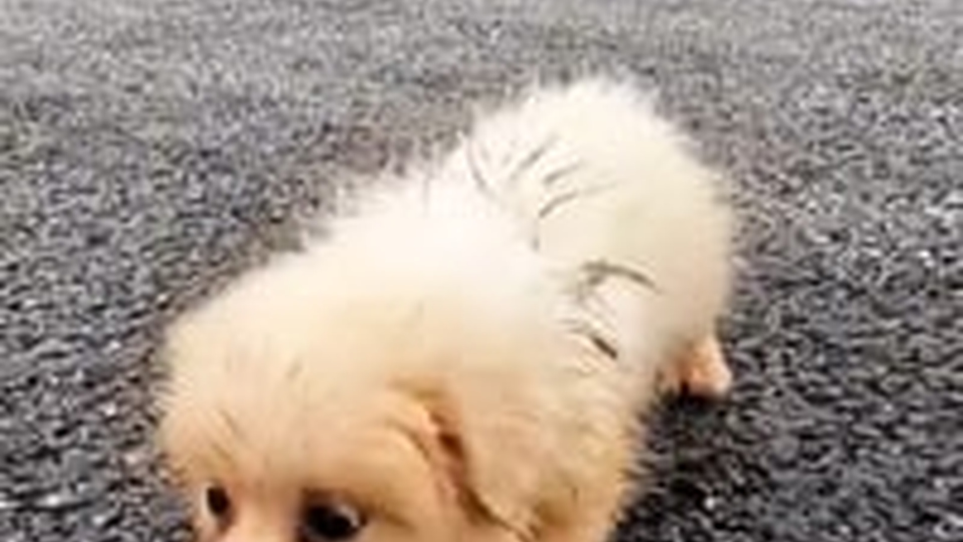N1405125_Rescue a baby dog #rescue #rescueanimals #r..._part2