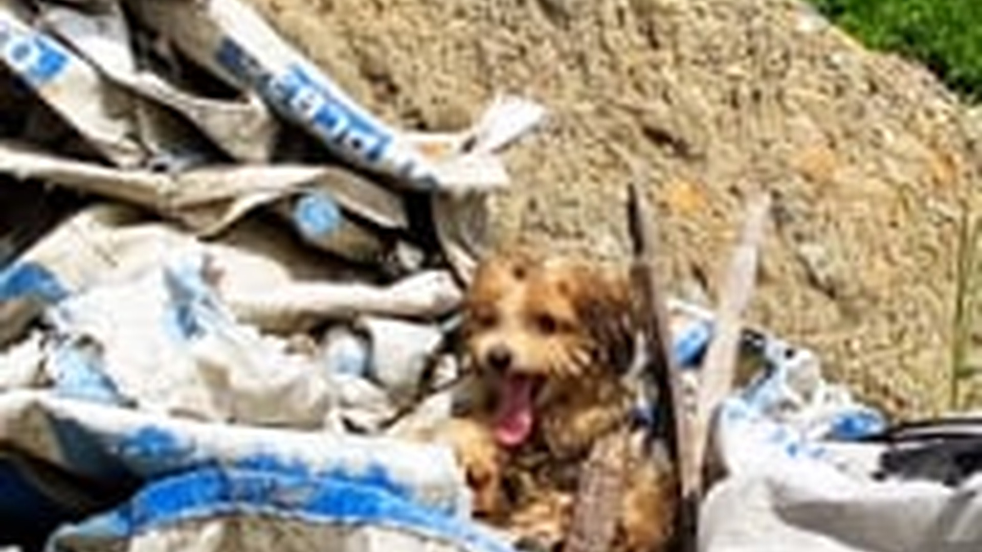 N1405130_Rescue puppy #rescue #rescuedog #rescu..._part2