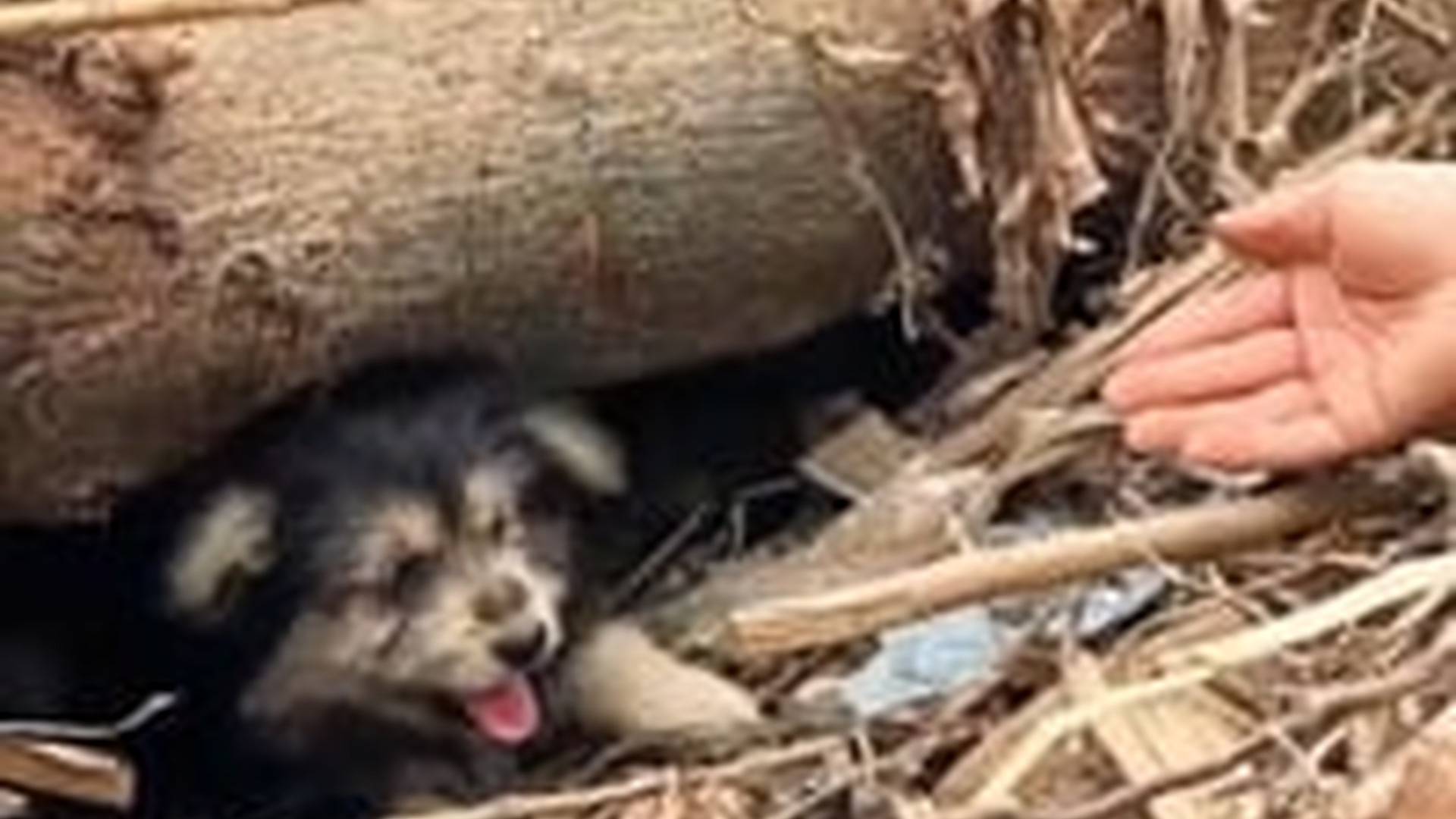 N1405004_Rescue an abandoned dog#rescue #animals #animalsoftiktok #dog #fyp_part2