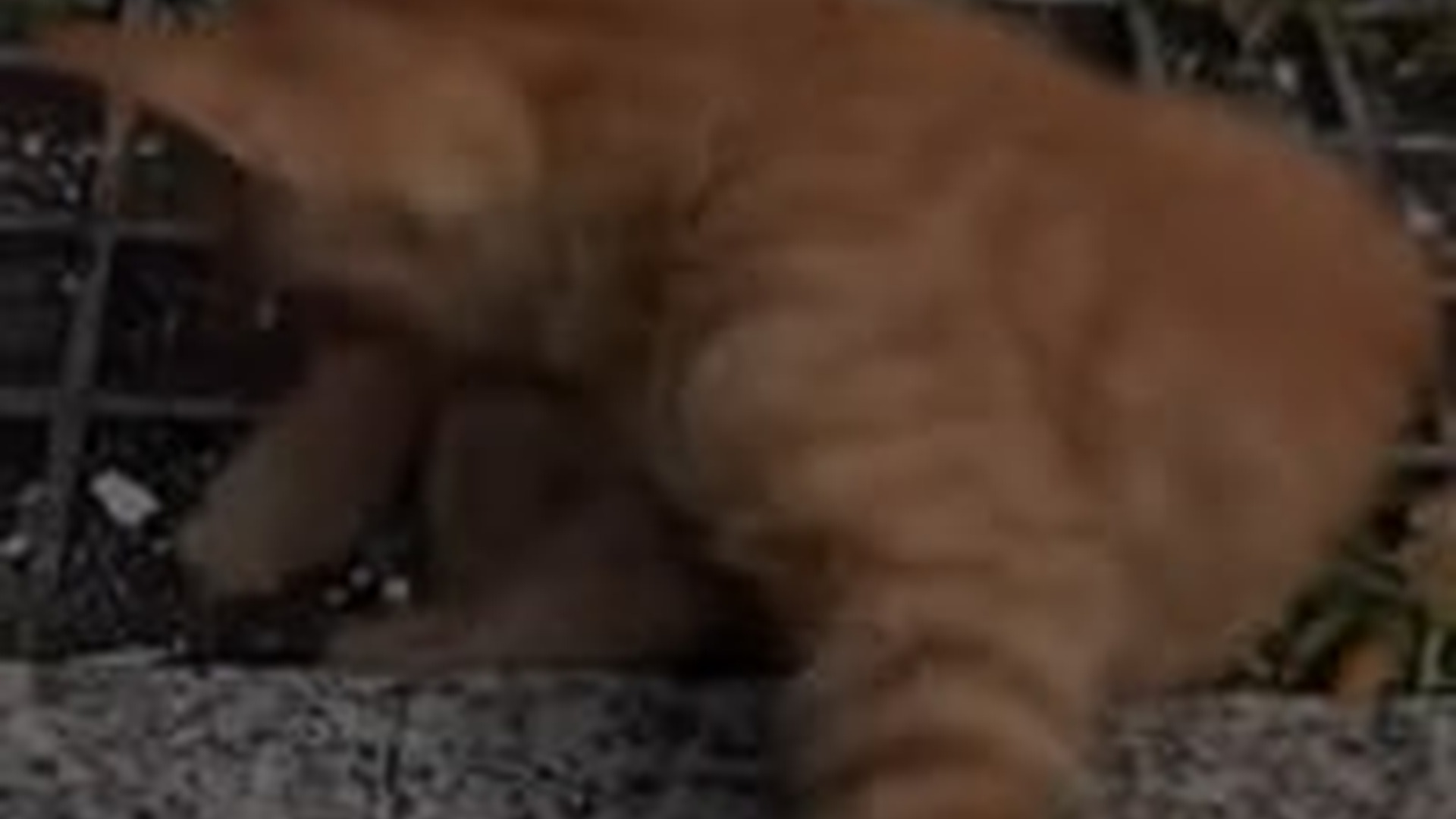 N1405005_Rescue an abandoned kitten#rescue #cat #kitten #kittensoftiktok #fyp ..._part2