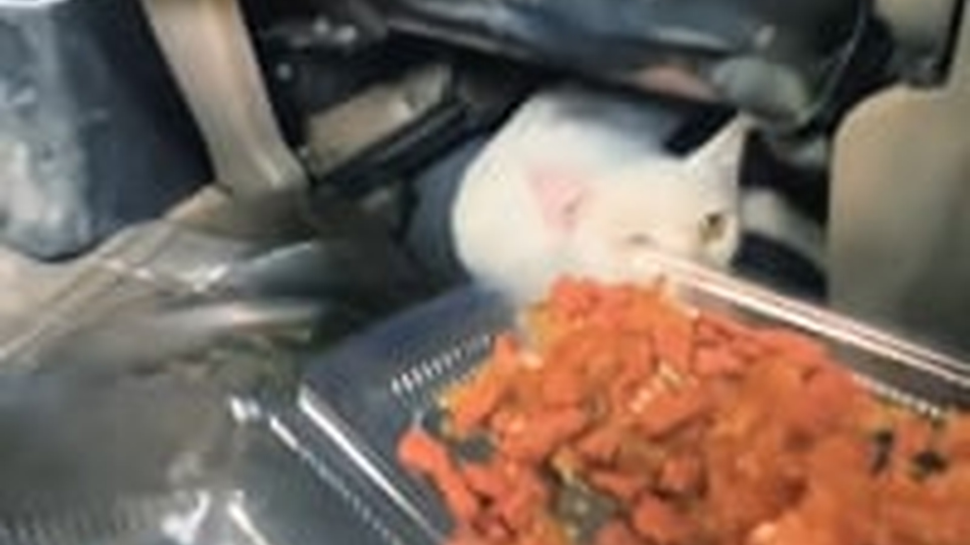 N1405006_I adopted a family of stray cats were nesting in an abandoned ca..._part2
