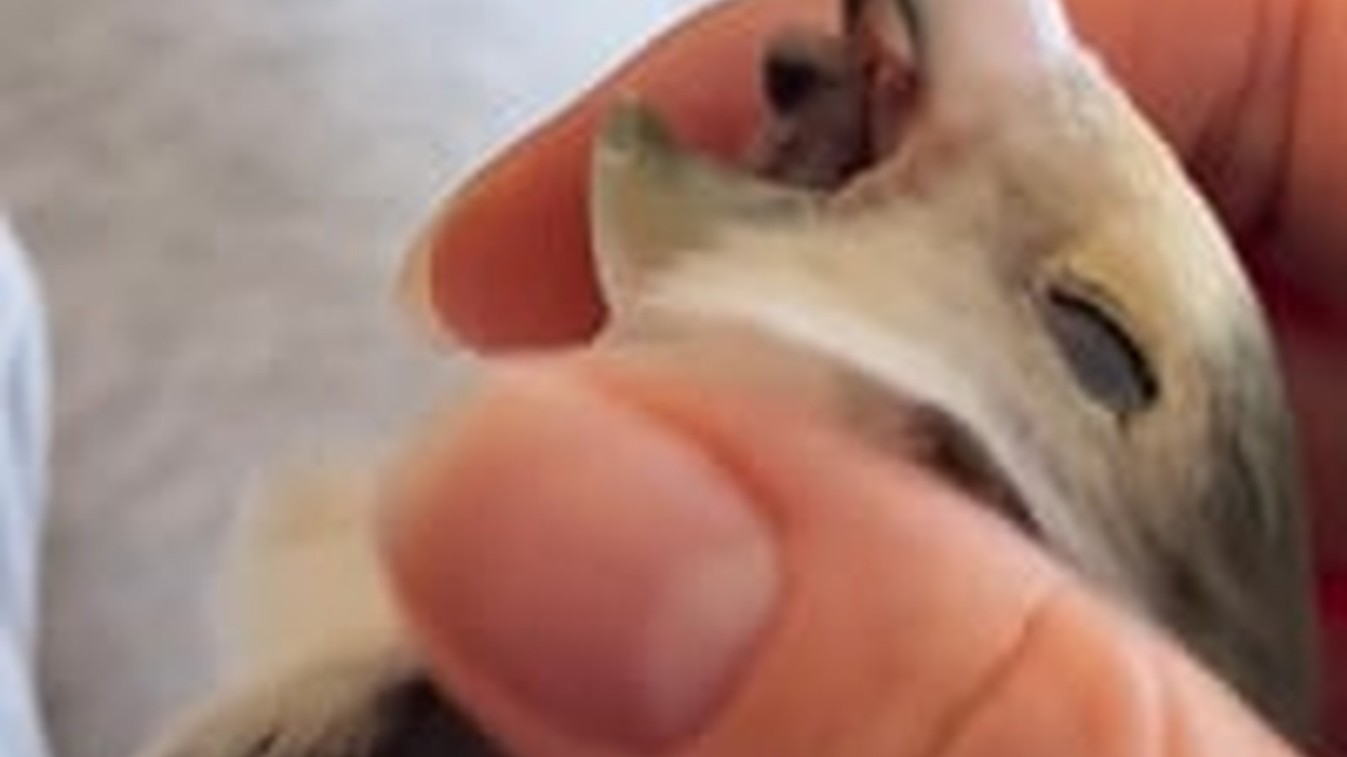 N1405013_I saved a bird happy ending #rescue #rescuean..._part2