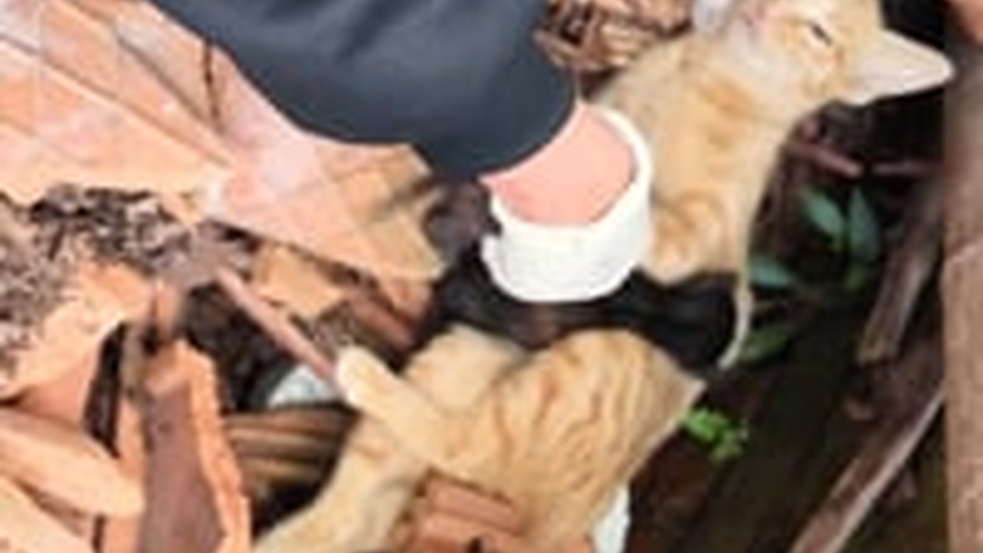 N1405015_Rescue a family cat #rescue #rescueanimals #..._part2