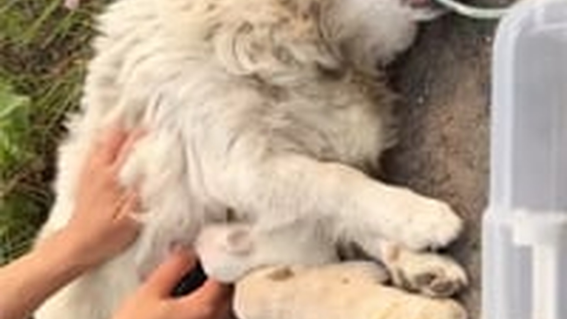 N1405016_It took 1 hour of hard work to save mother dog #..._part2