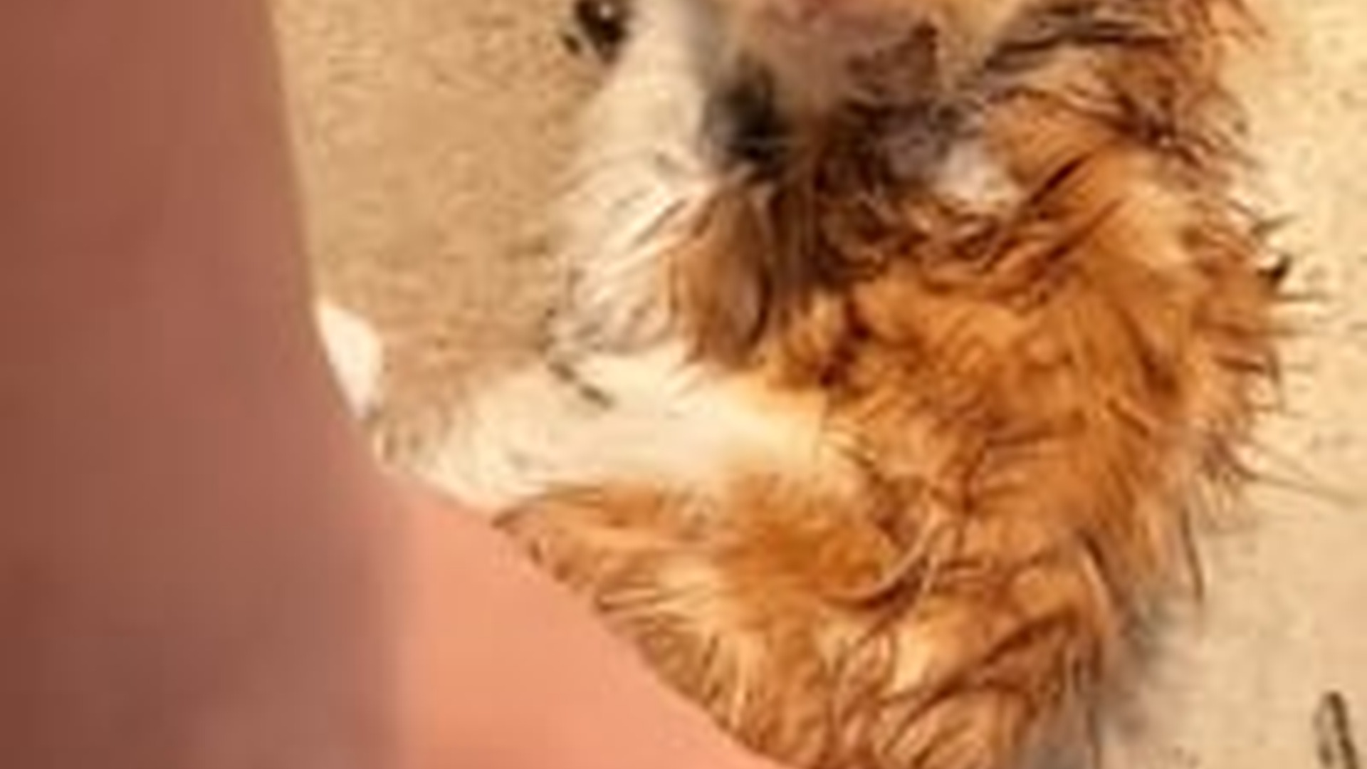 N1405020_girl rescue a kitten on road #rescue #..._part2