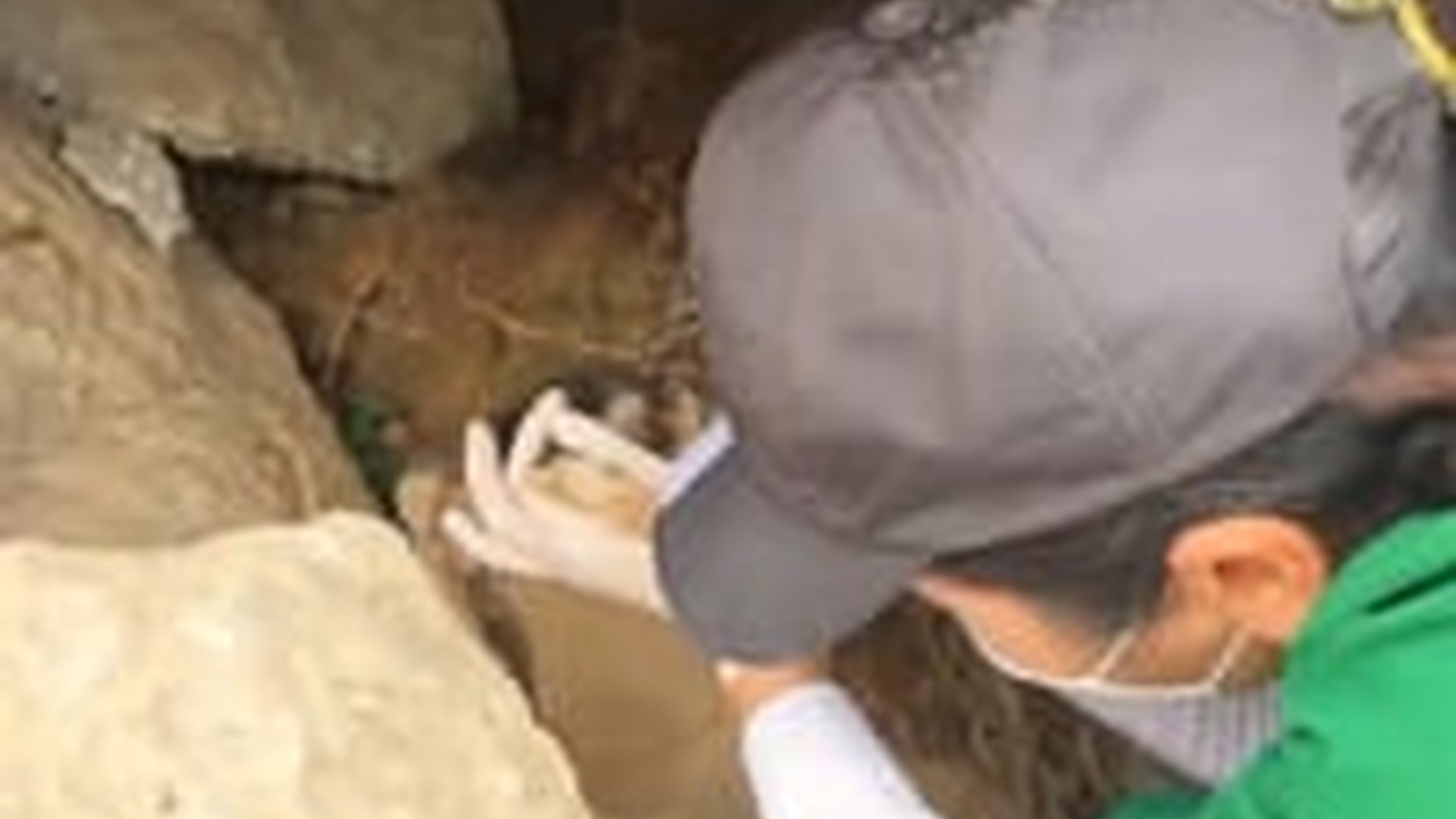 N1405025_Rescue a kitten #rescue #rescueanimals #rescuec..._part2