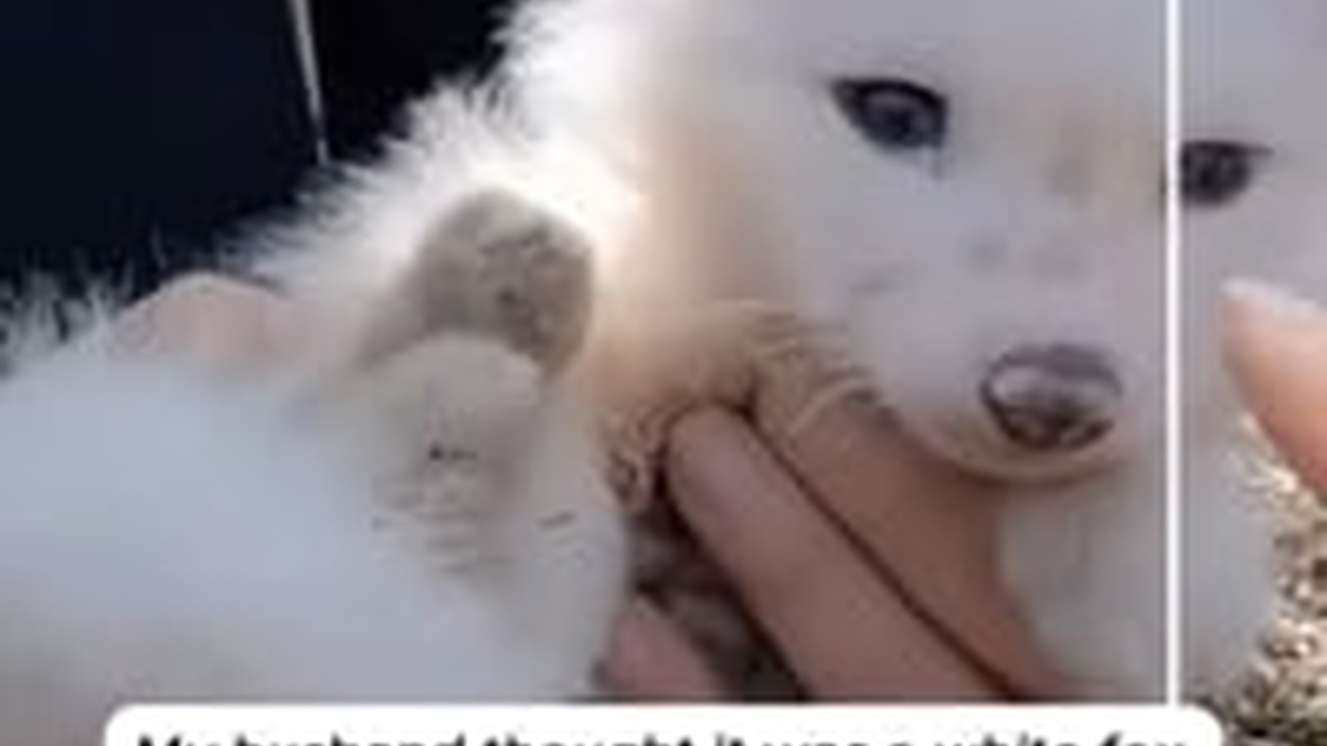 N1405026_It was a white wolf . #rescue #wolf #rescueanimals #animals #fyp_part2