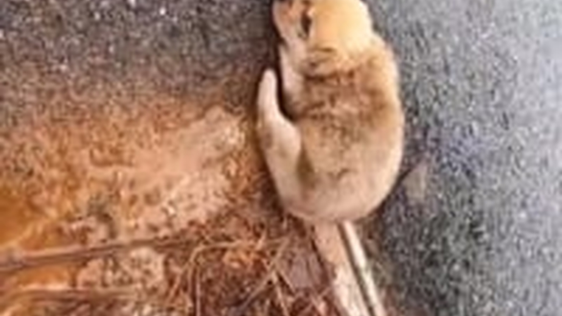 N1405036_Rescue an orphan puppy lying huddled on road #resc..._part2