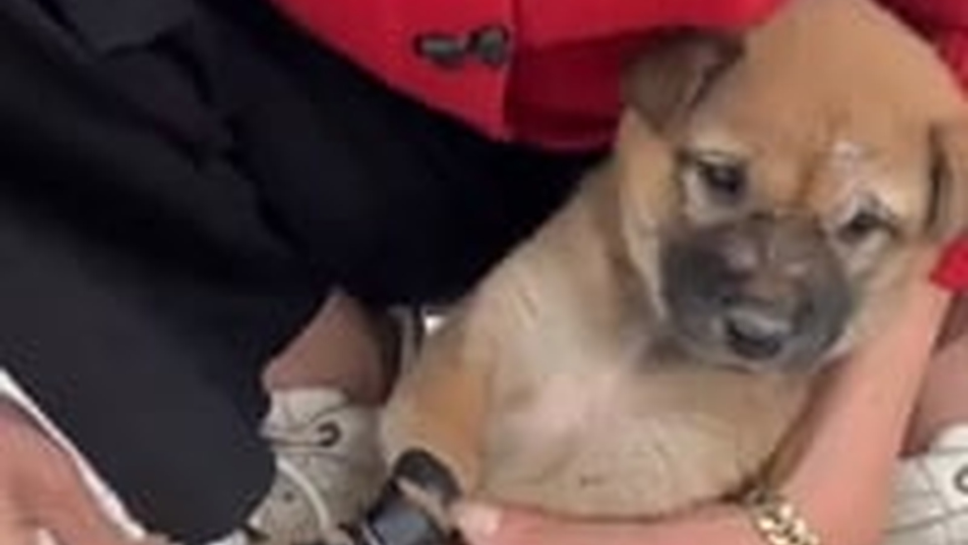 N1405040_A girl rescues a dog was intentionally abused abandoned by a..._part2