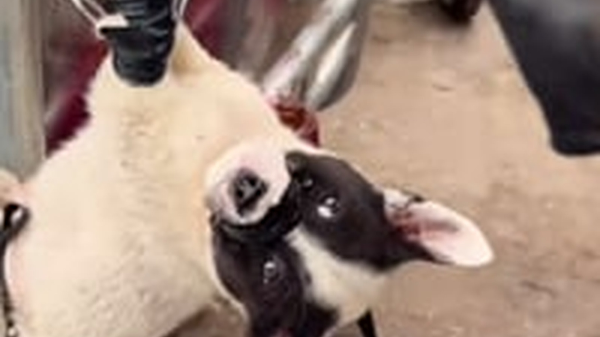 N1405050_Rescue a dog a landfill #rescue #rescuean..._part2