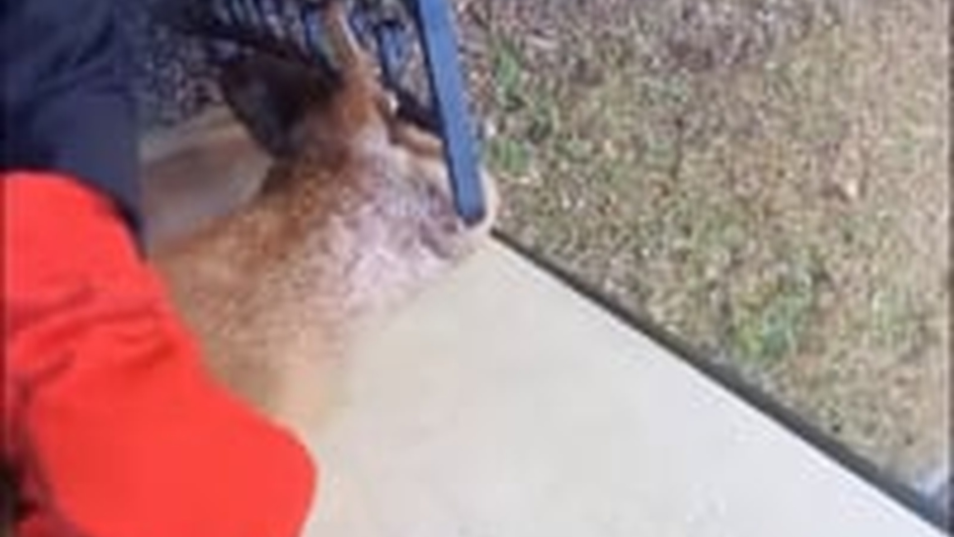 N1405052_Rescue a fox . #rescue #rescueanimals #animals #animalsoftiktok #fox_part2