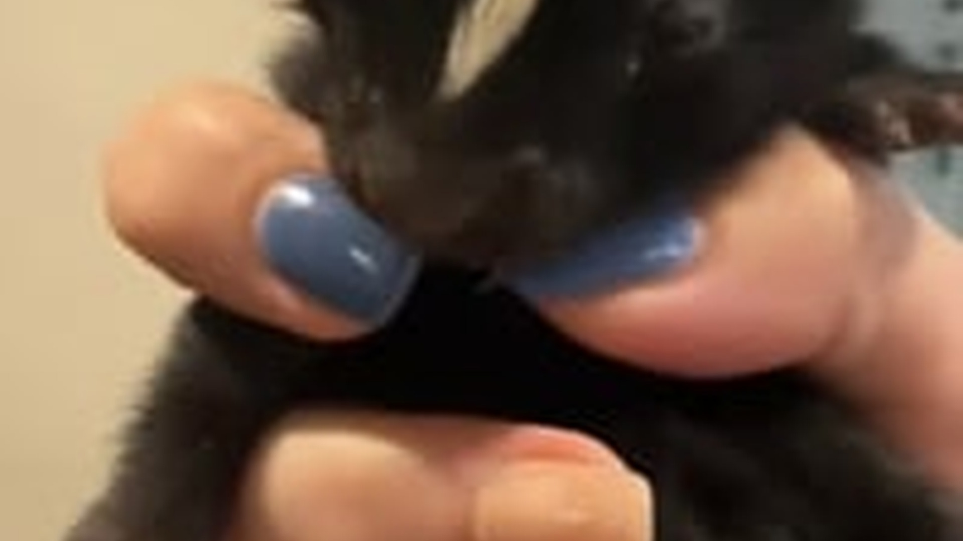 N1405055_Looks like she couldn t find a mother baby skunk. #rescue #r..._part2