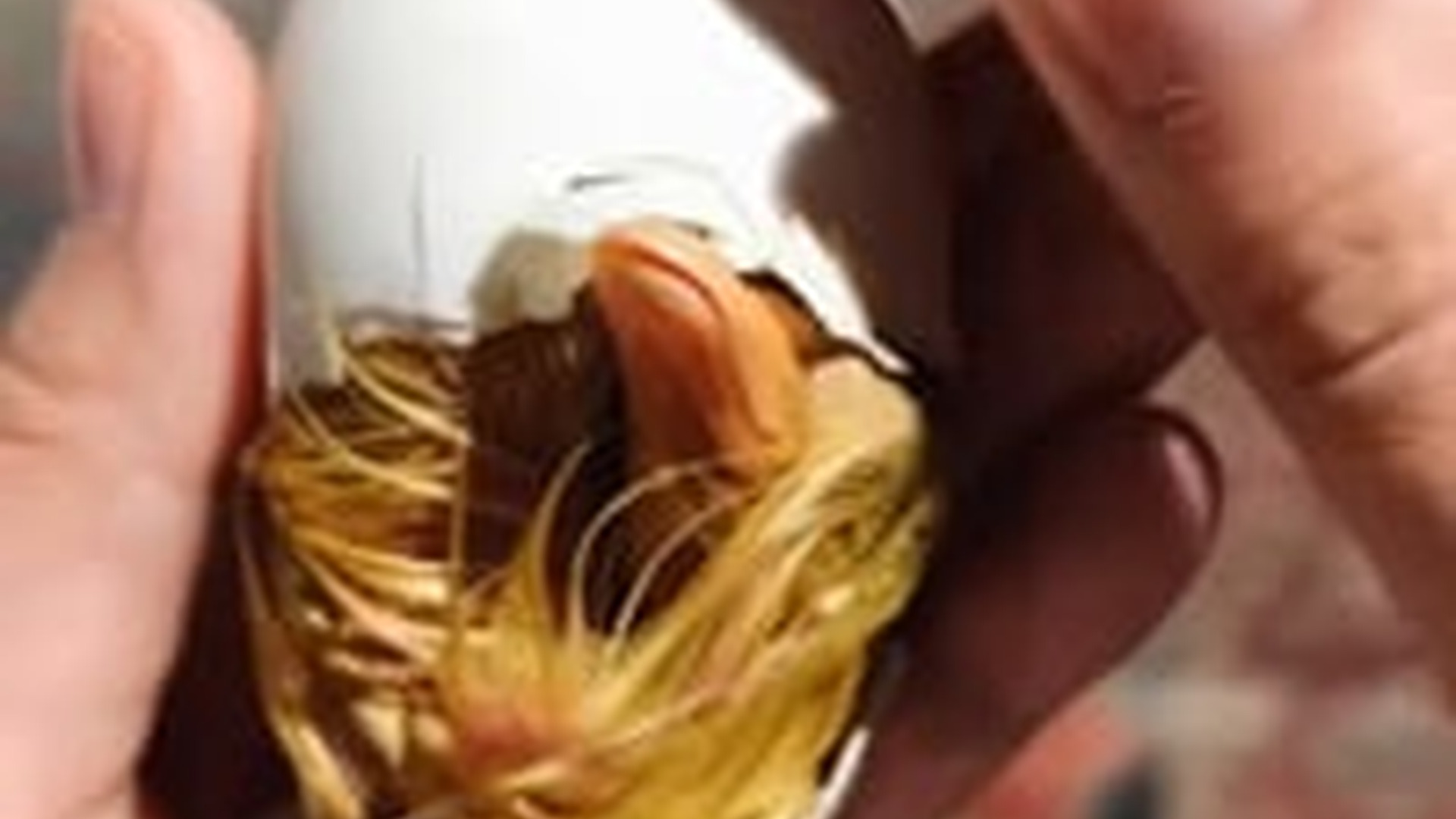 N1405070_Cute duck #rescue #rescueanimals #animals #animalsoftiktok #du..._part2
