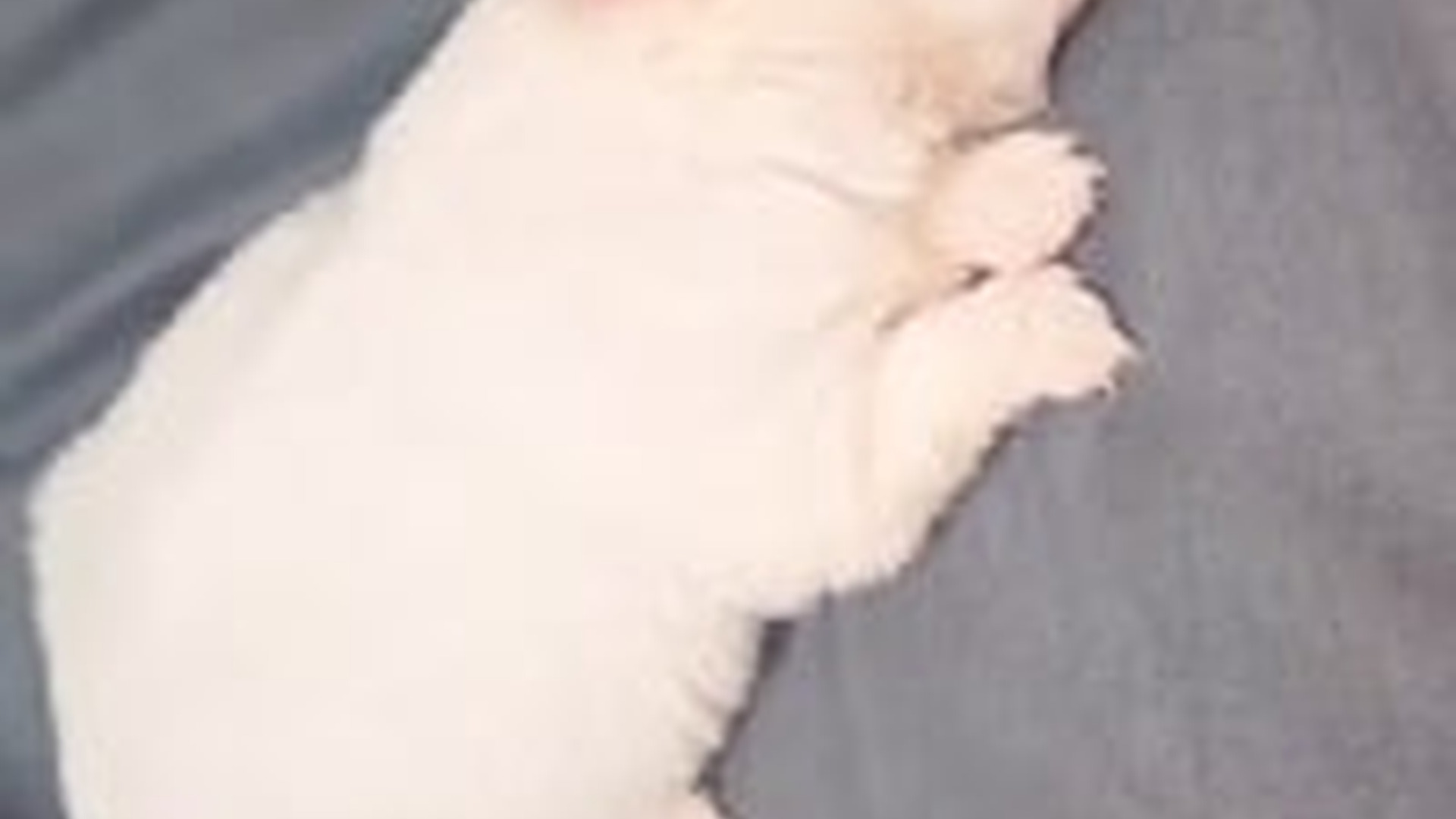 N1405071_Rescue a puppy #rescue #rescueanimals #animals #..._part2