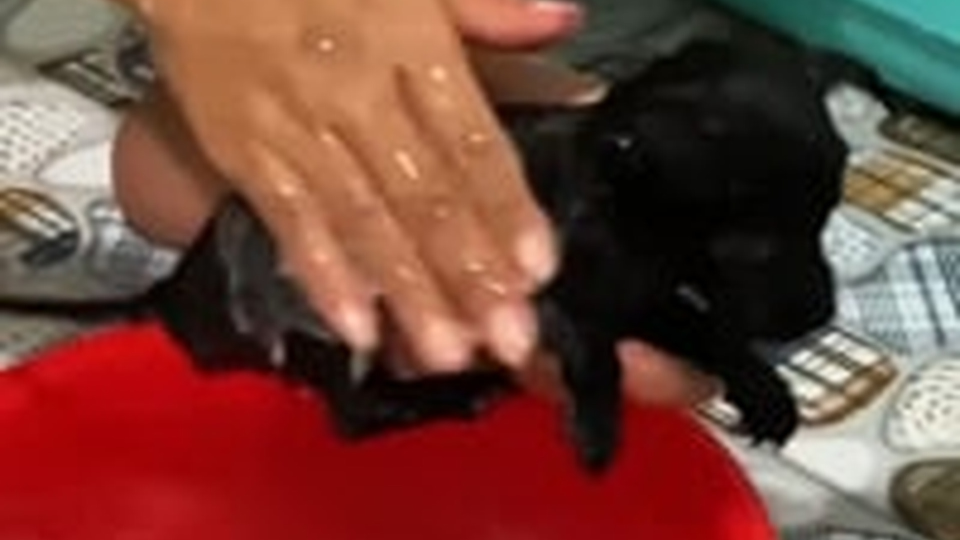 N1405072_Rescuing a wandering dog in middle of heavy rain . #rescue #rescu..._part2