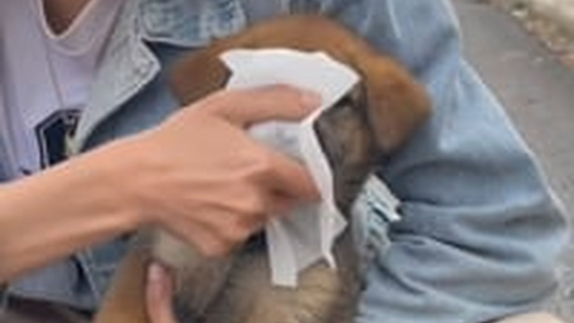 N1405076_Rescue a puppy on road #rescue #rescuedog #rescue..._part2