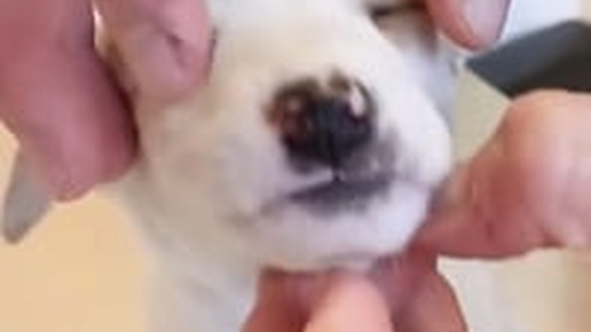 N1405077_Rescue a puppy #rescue #rescueanimals #rescuedog #..._part2