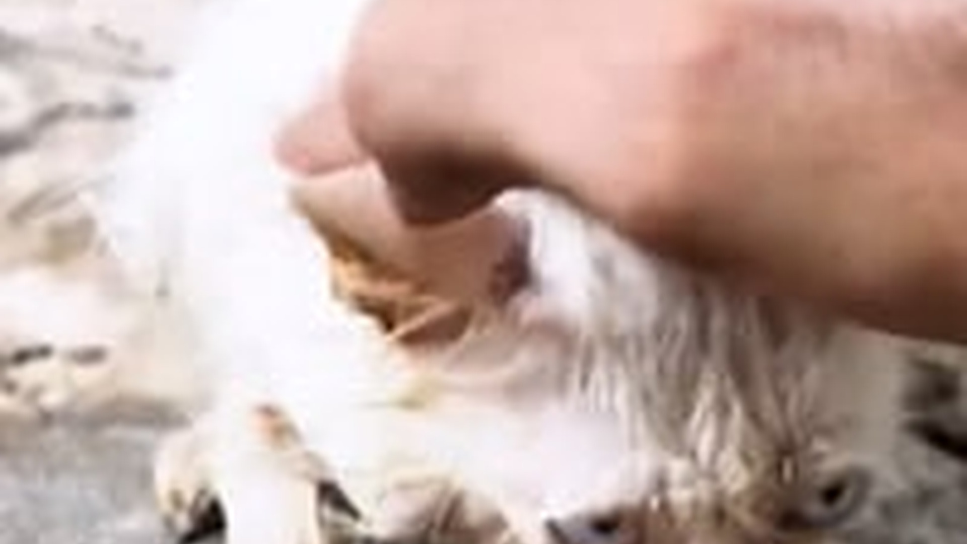 N1405078_Rescue a kitten #rescue #rescueanimals #rescueca..._part2