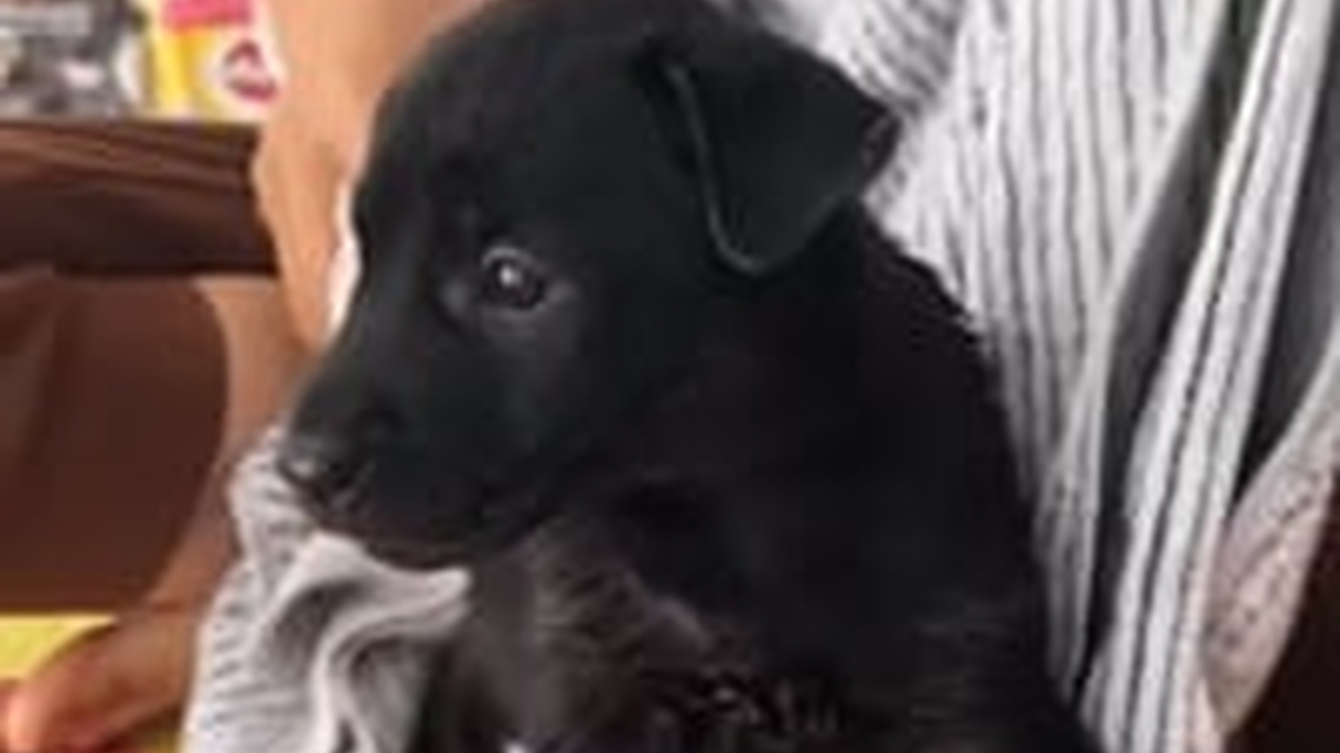 N1405080_Rescue a puppy #rescue #rescueanimals #rescuedog ..._part2