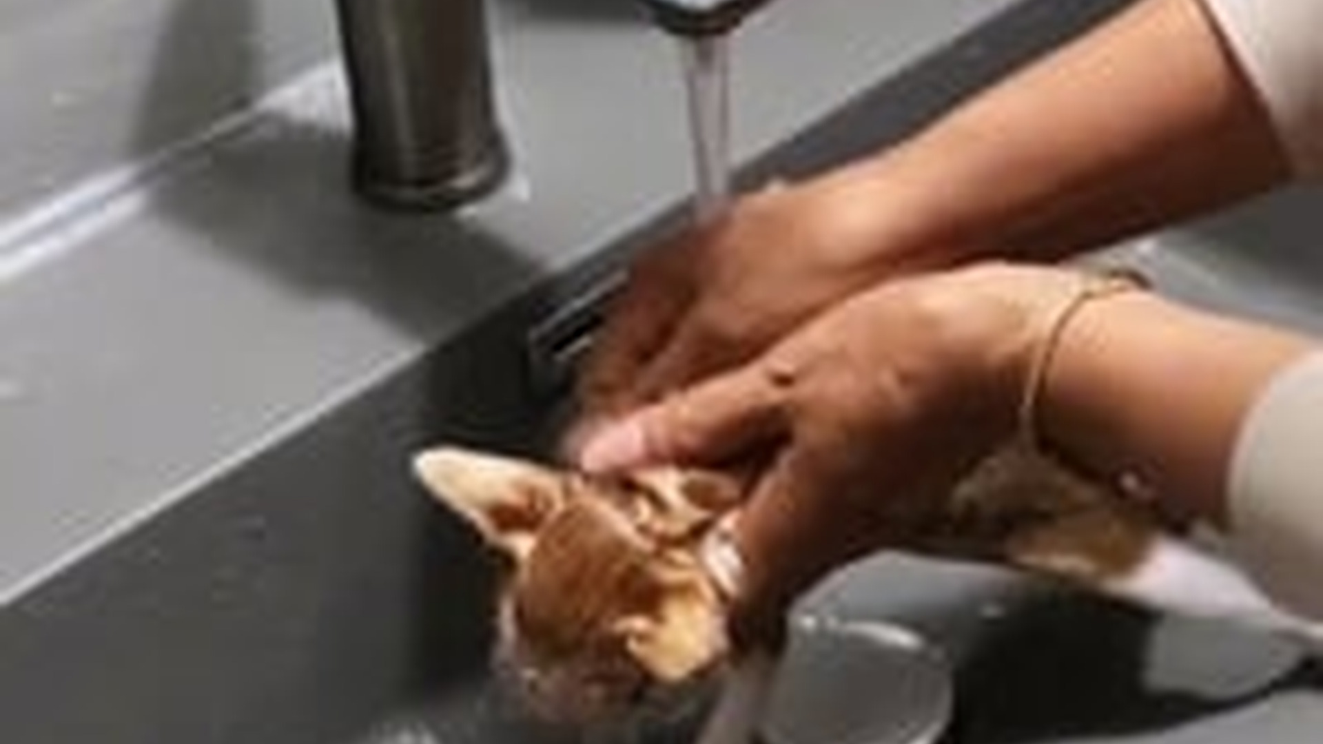 N1405095_Rescue a kitten #rescue #rescuecat #rescuekitt..._part2