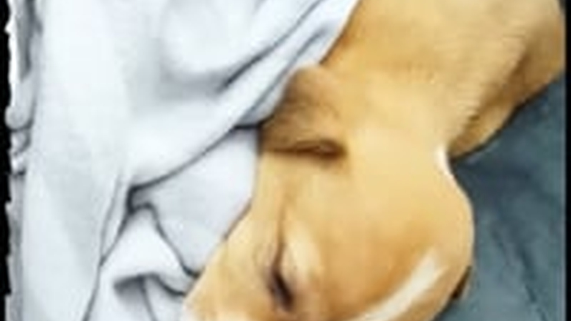 N1405099_Police rescue baby dog trapped in iron fence then .. #rescue #res..._part2
