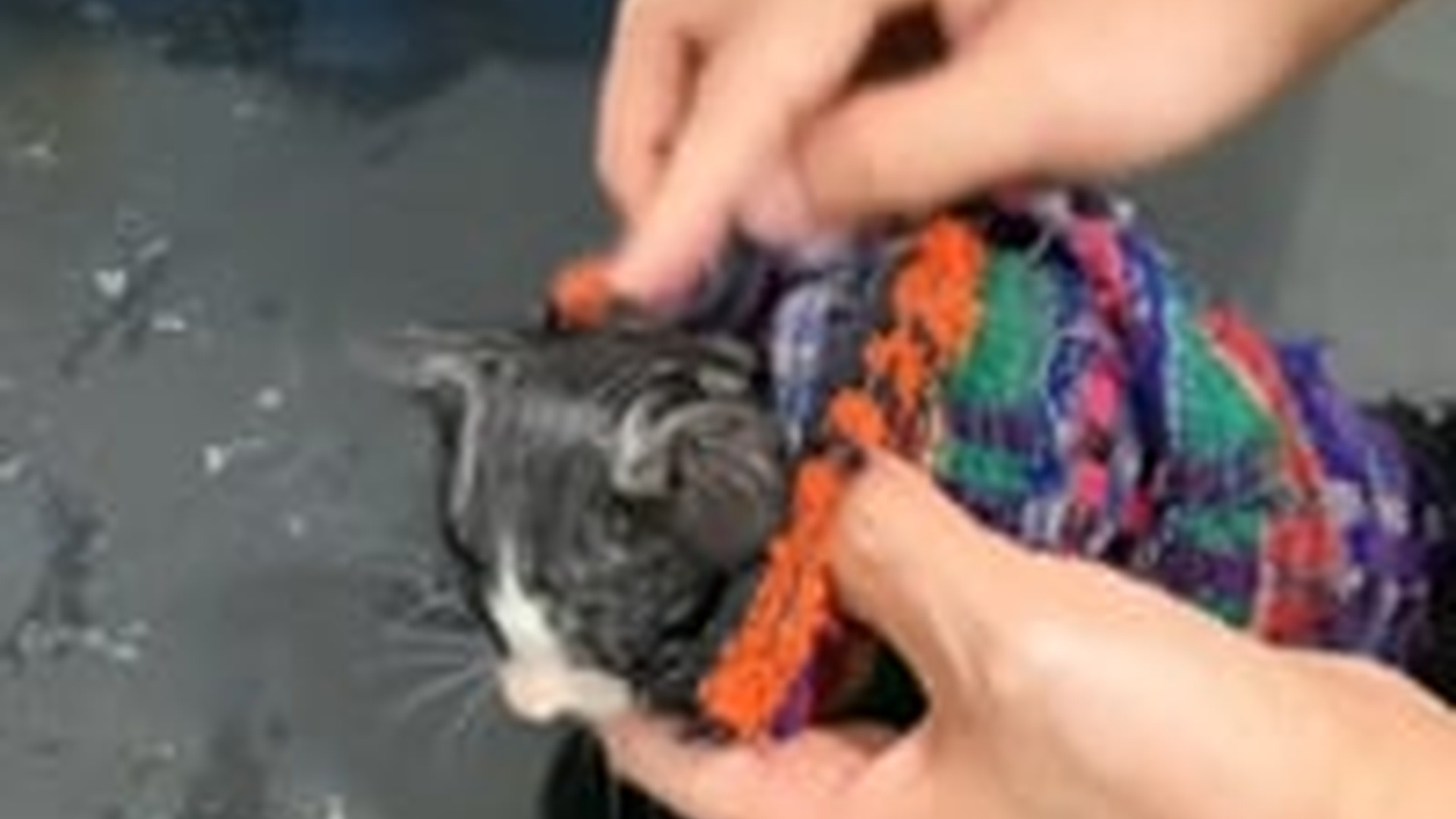 N1405112_poor kitten was abandoned in heavy rain, it was discovered an..._part2