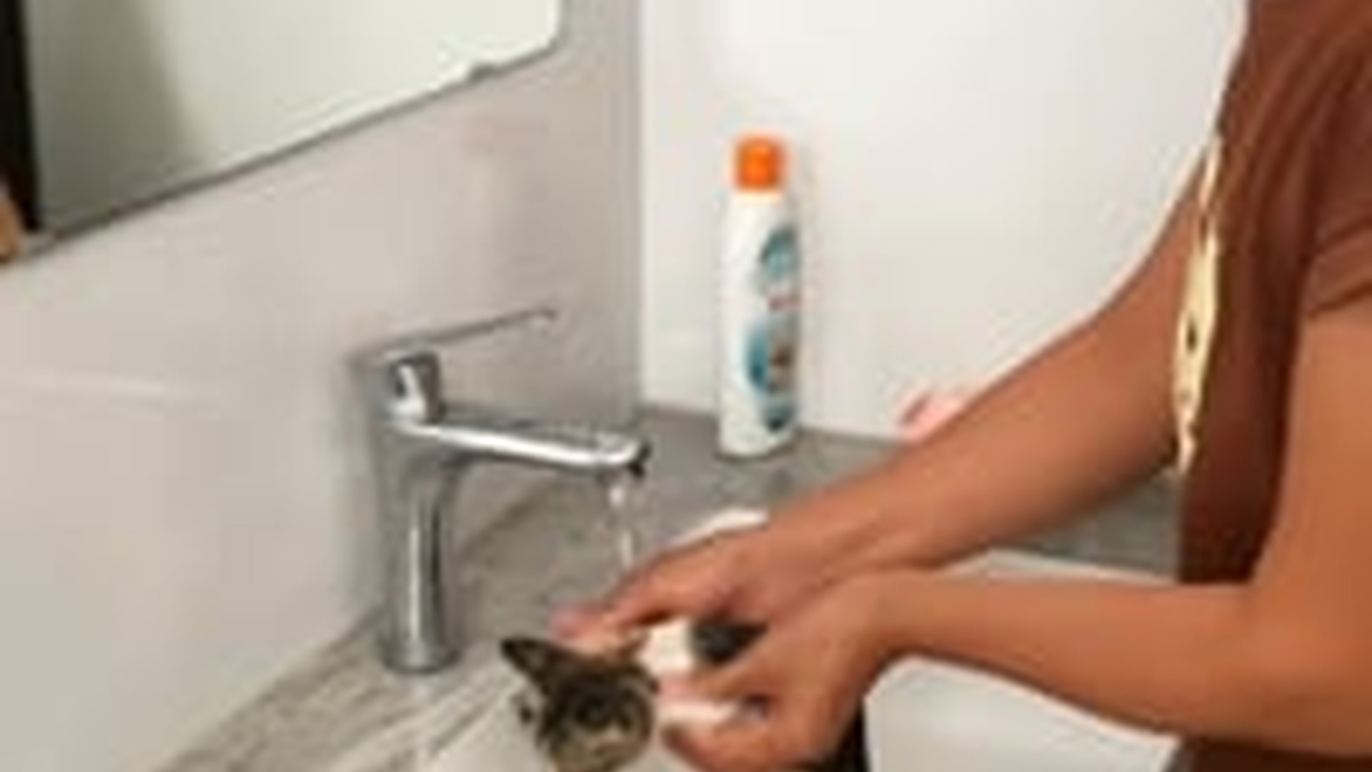 N1405113_Rescue a baby cat #rescue #rescueanimals #res..._part2