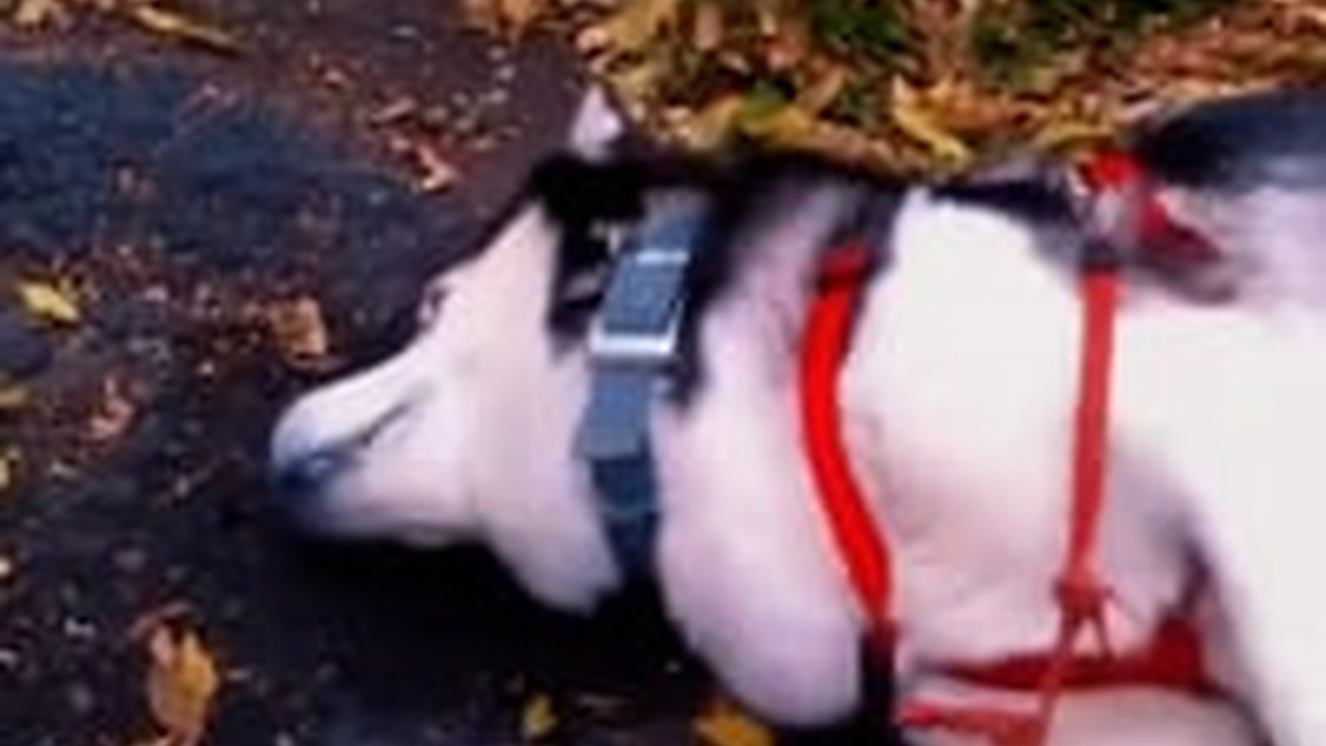 N1805005_Dog having seizure #dog #dogsoftiktok #animalsrescue_part2