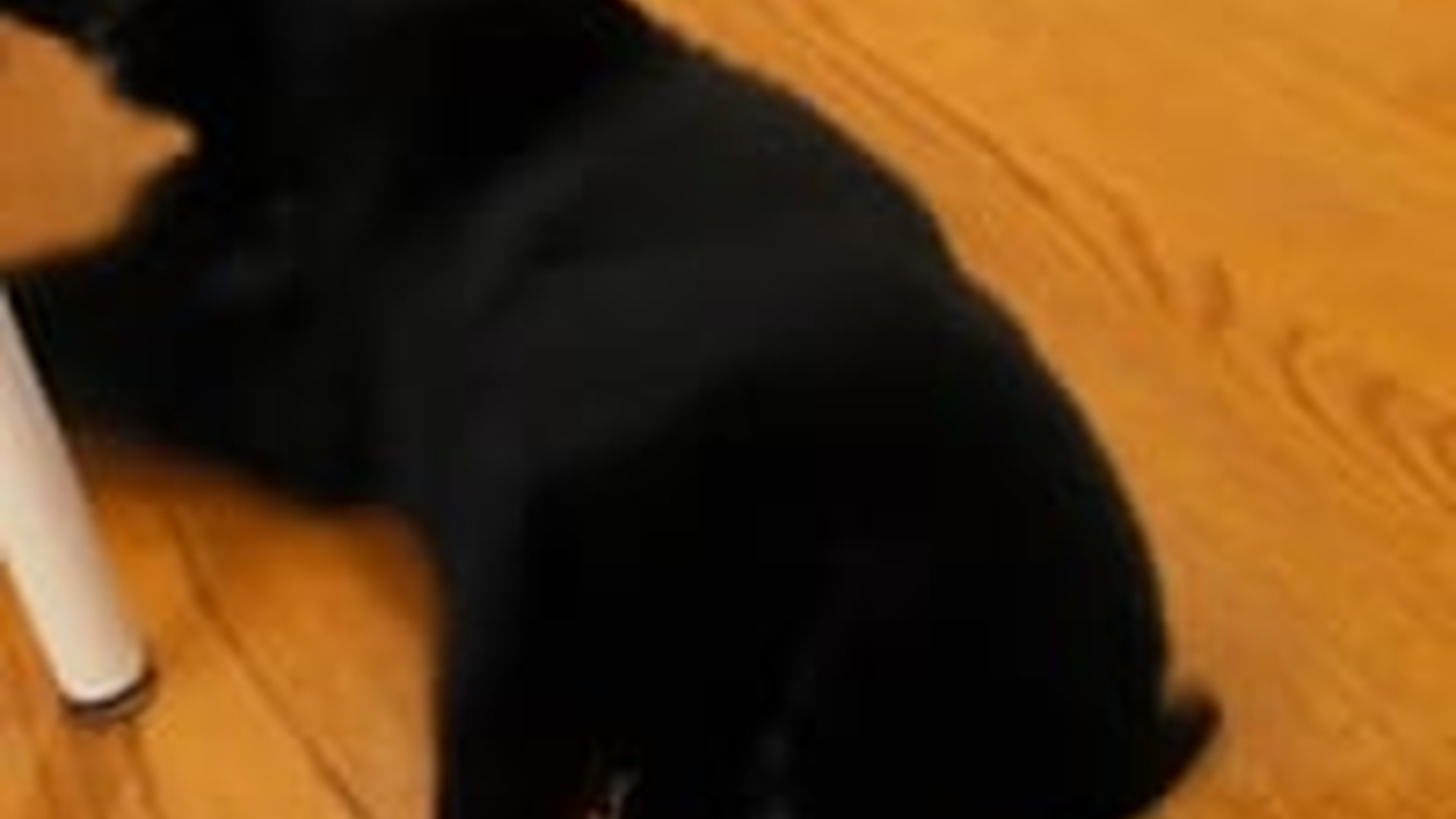 N1805006_Cat having seizure #catsoftiktok #kittensoftiktok #animalsrescue_part2