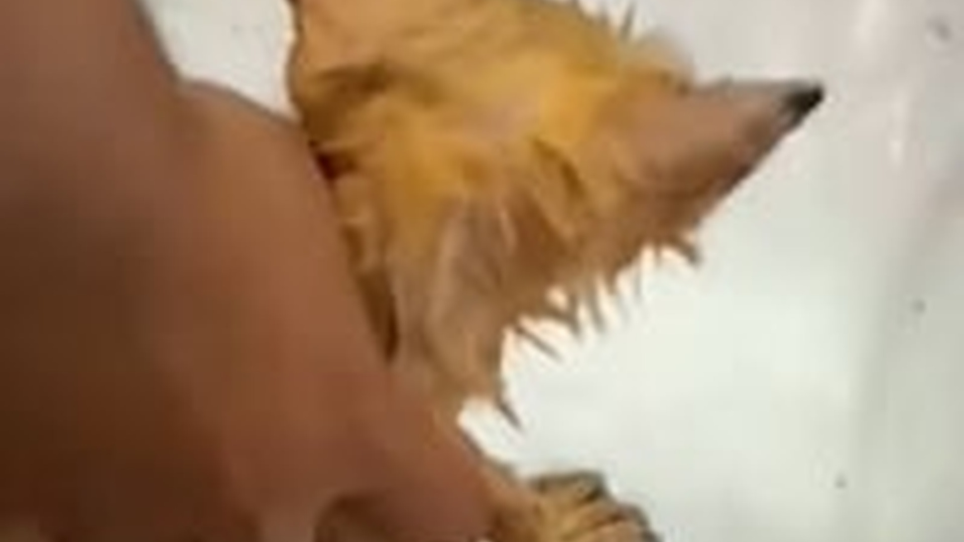 N1805009_A stray kitten s transformation death to life #cat #catsoftiktok..._part2