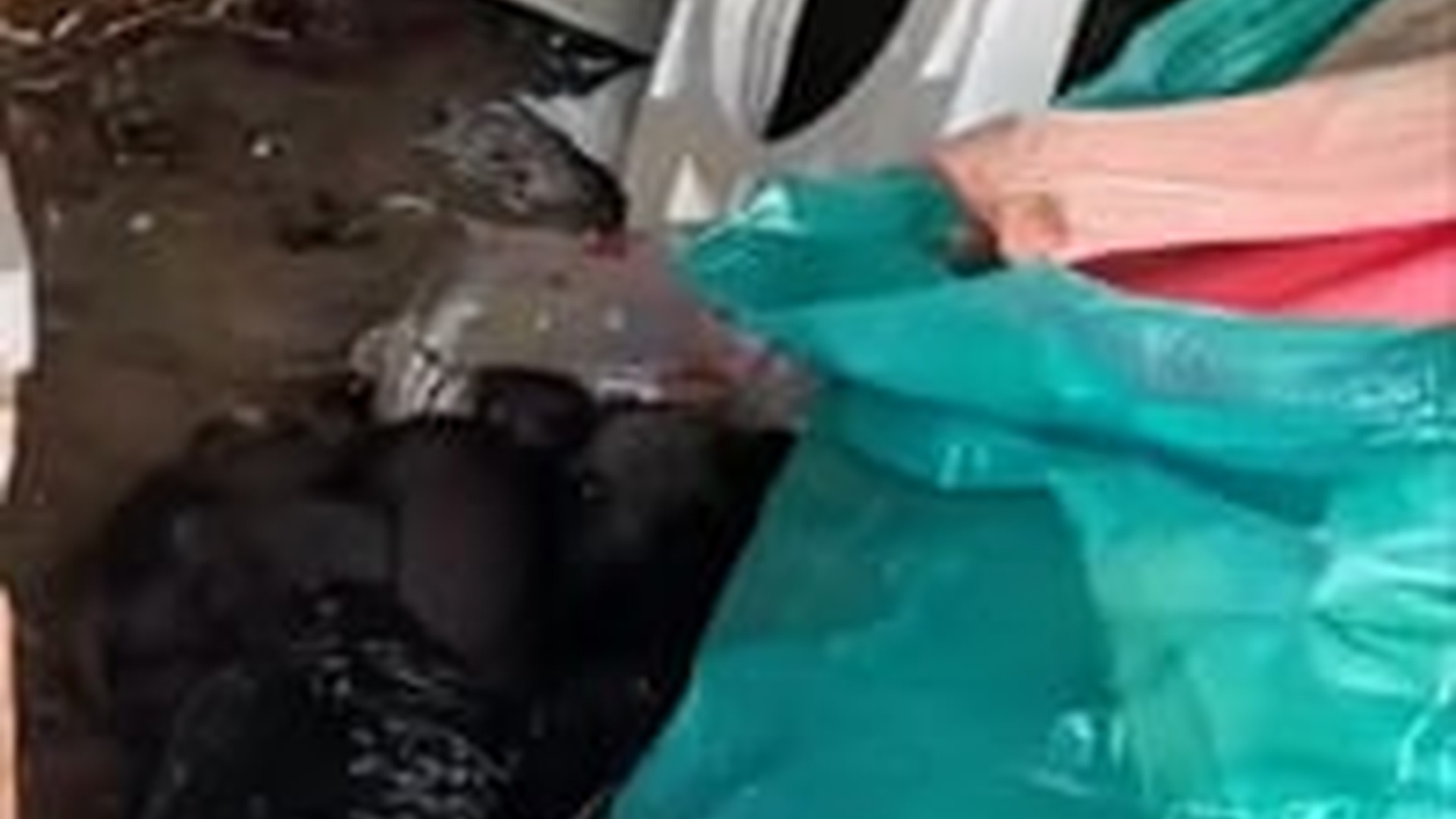 N1805010_A stray dog reborn after being rescued #dog #dogsoftiktok #doglover #..._part2