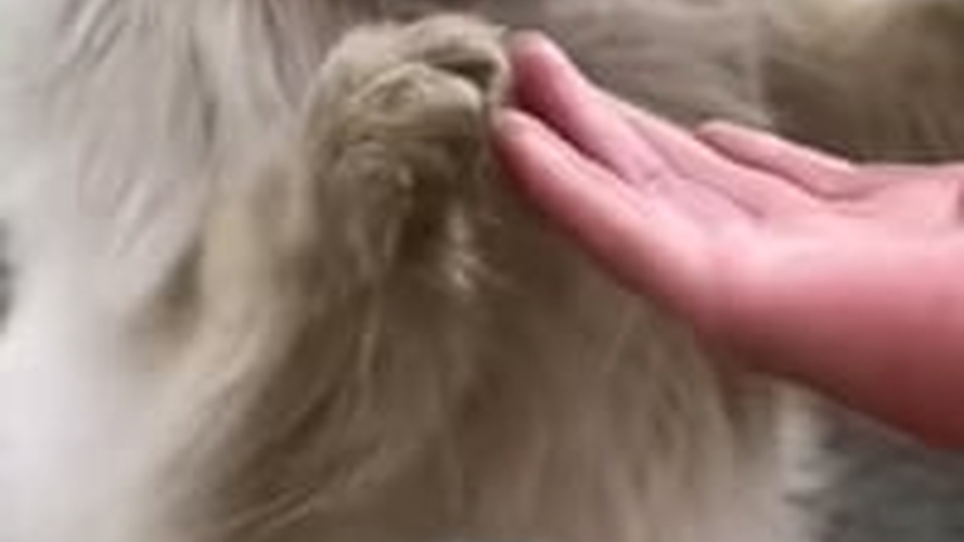 N1805012_A pomisr to stray dog I ll raise you #dog #dogsoftiktok #puppy #st..._part2