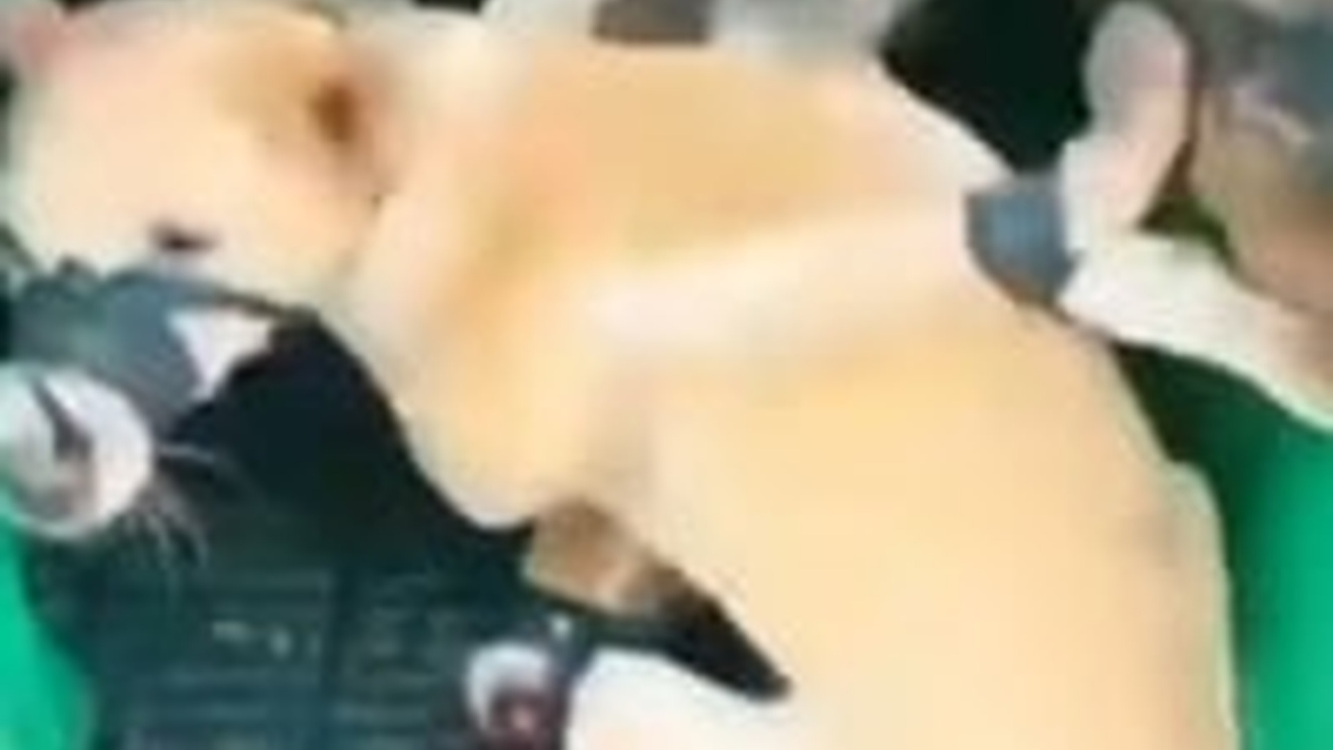 N1805018_Rescue dog #rescue #rescuedog #dog #dogsoftiktok #petsoftiktok #anima..._part2