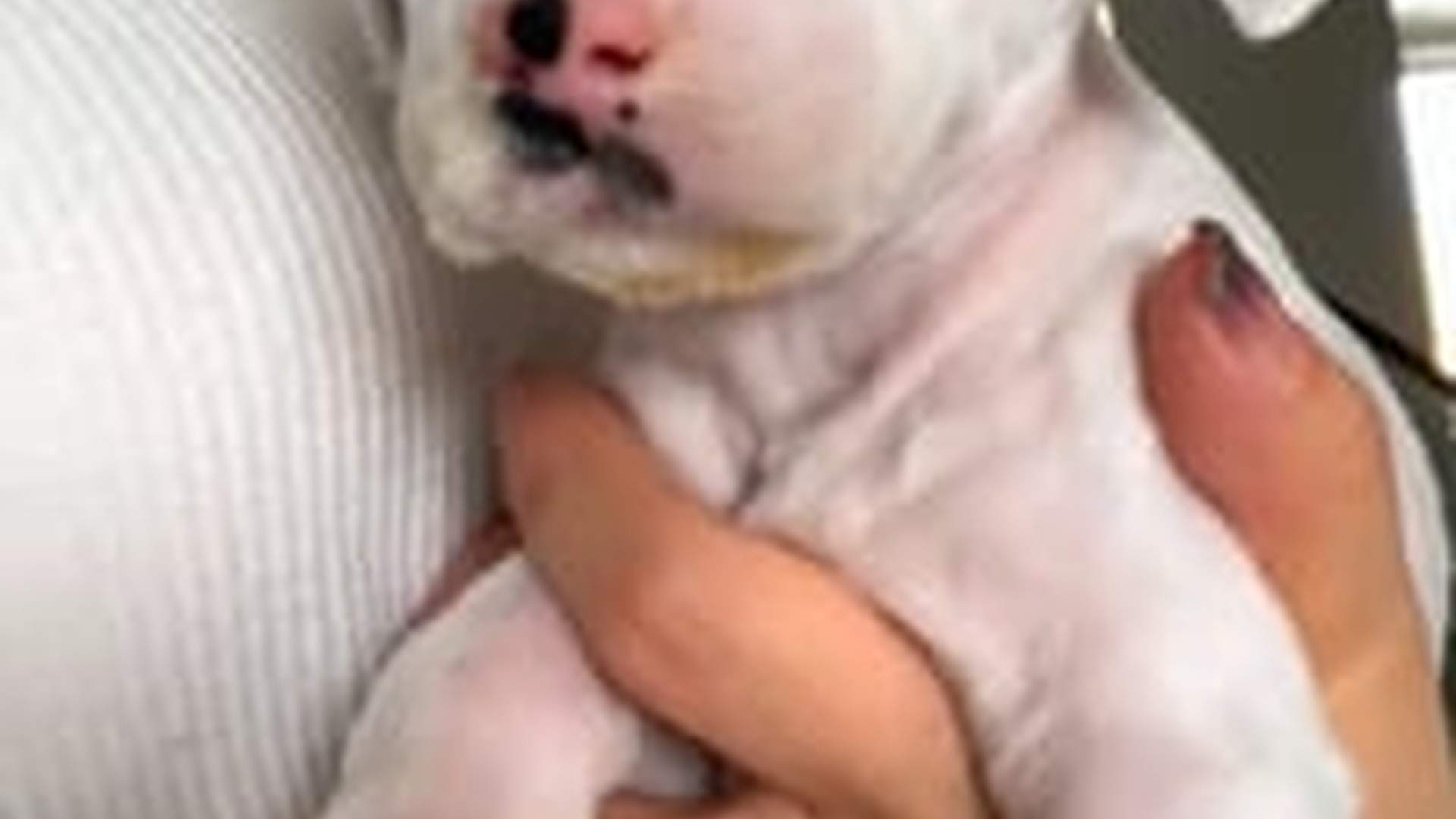 N1805019_Stray puppy huddled up against cold, Spotted by a passing lady#re..._part2