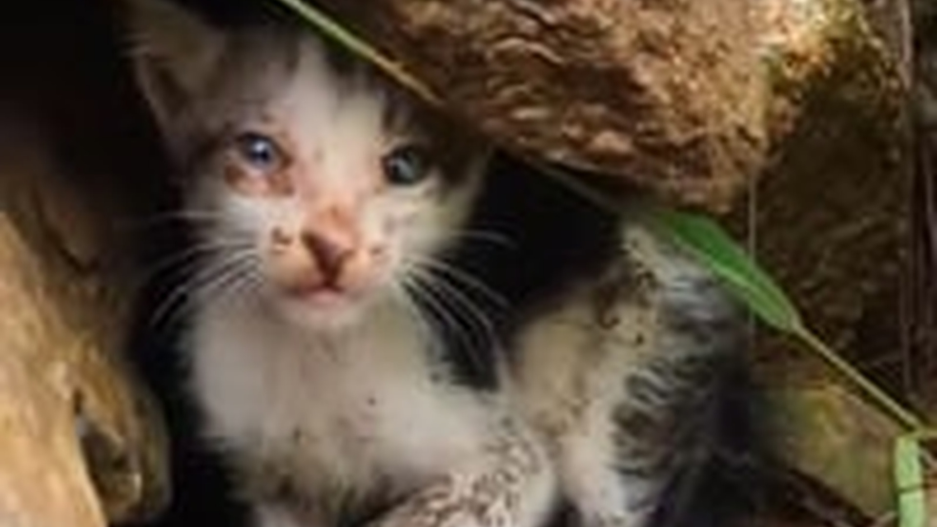 N1805021_kitten was wary scared of passersby #cat #catsoftiktok #ki..._part2