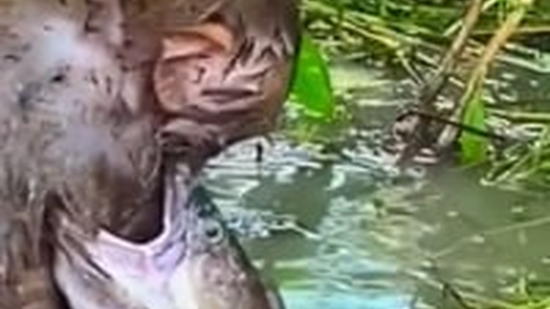 N1805022_Fish attacked innocent monkey #monkey #fish #monkeysoftiktok #petsoft..._part2